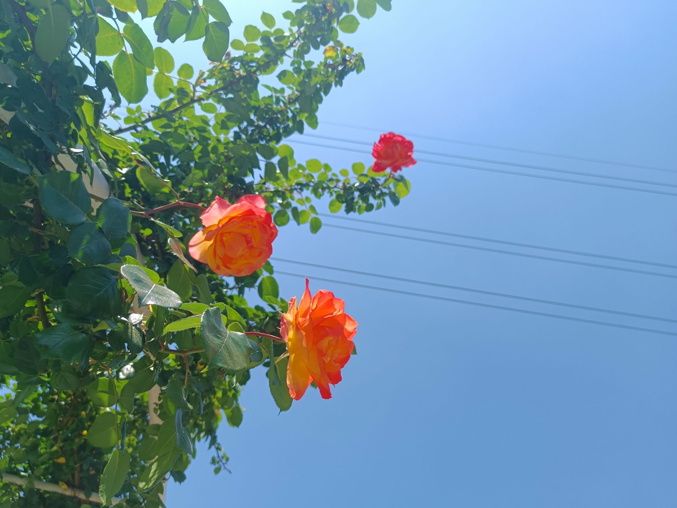 人民公园百花盛景园旅行图片 1
