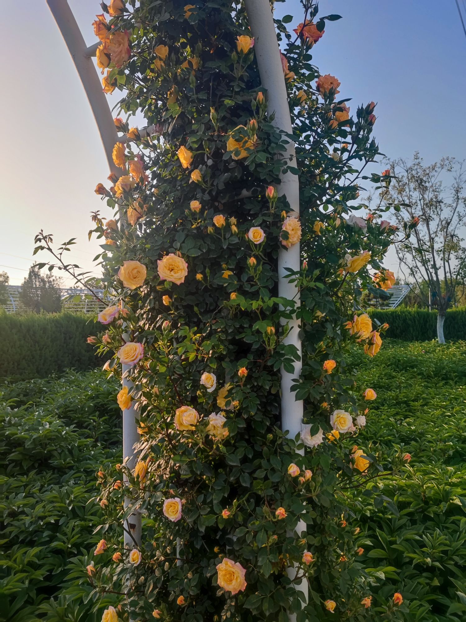 人民公园百花盛景园旅行图片 3