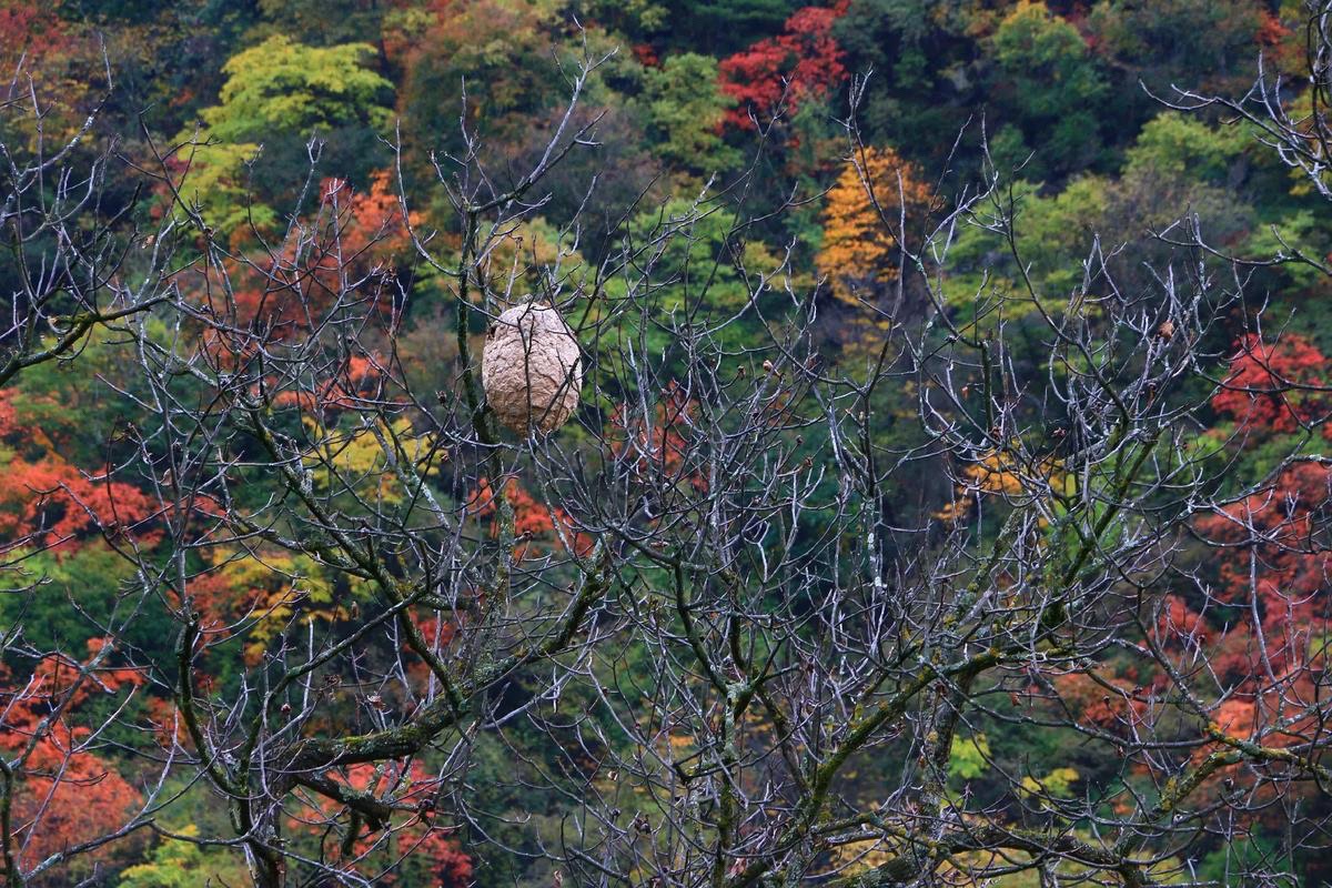 麦积山风景名胜区-曲溪景区