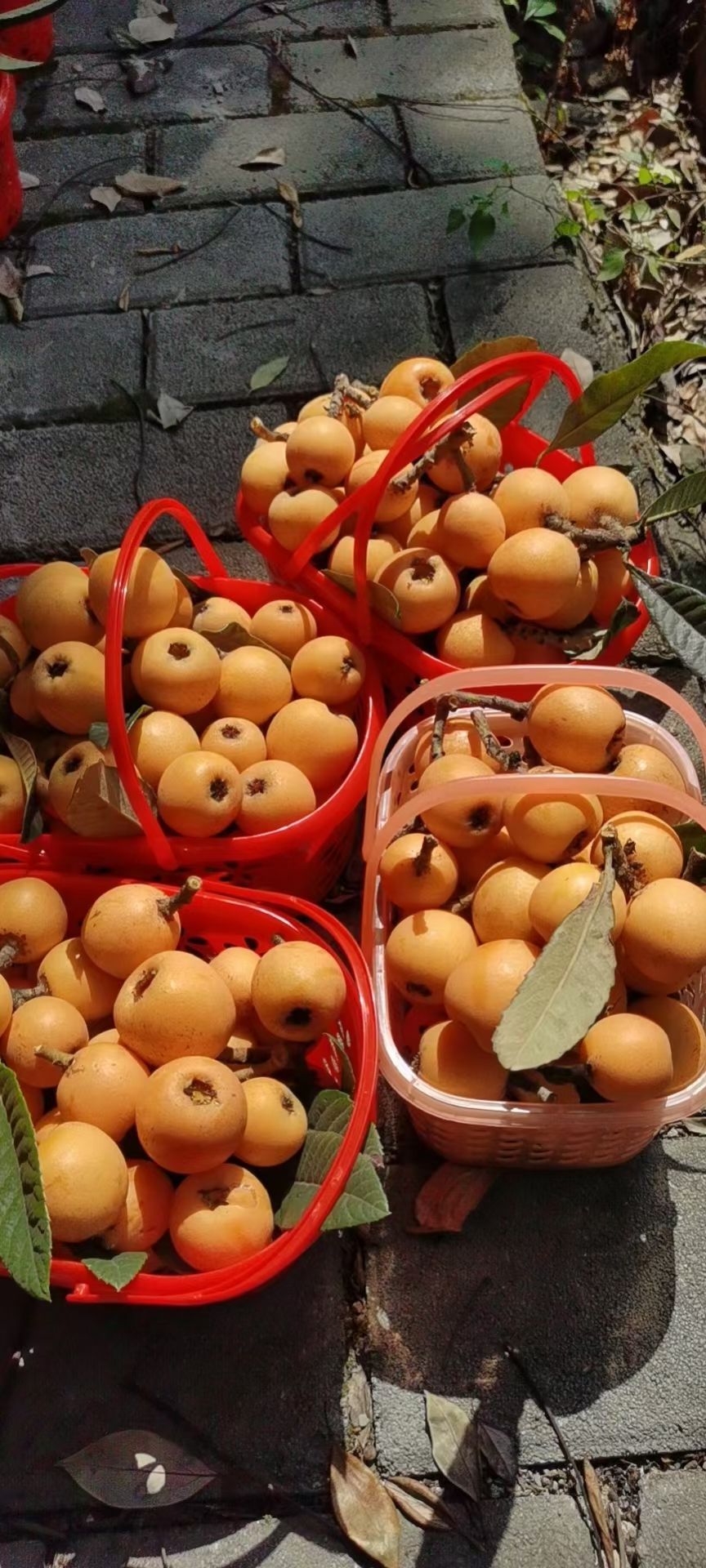 场地封面-南海枇杷园