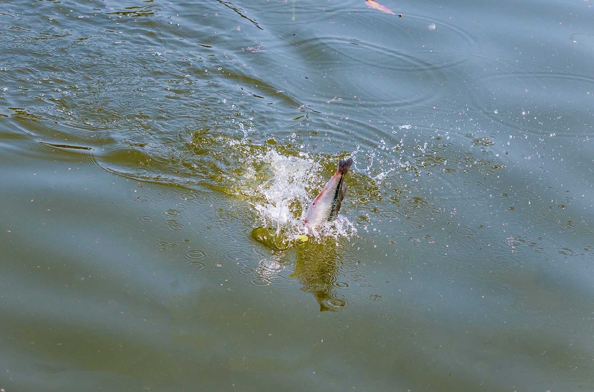 闪电路亚基地(露营烧烤)