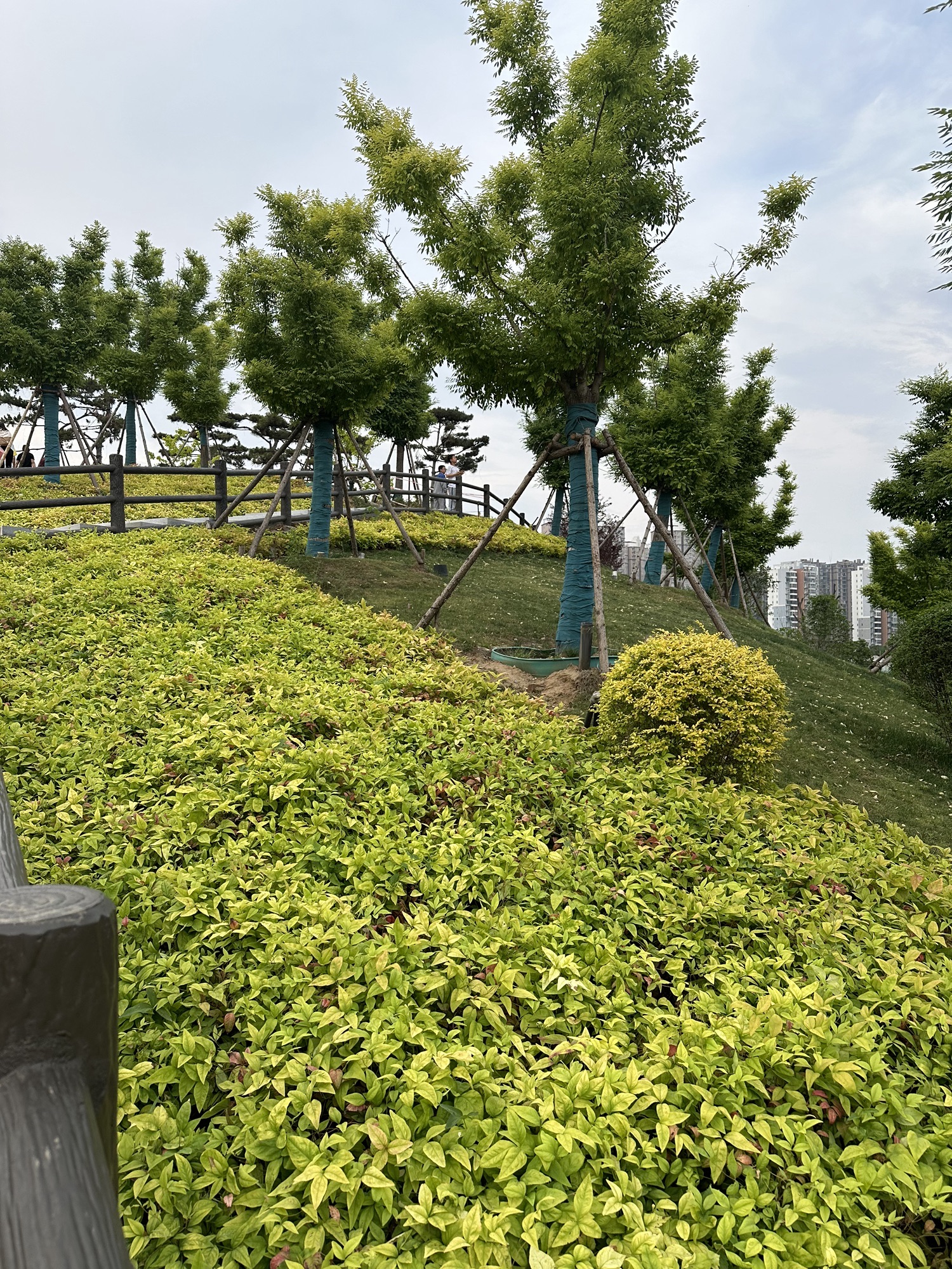 申伯公园旅行图片 1