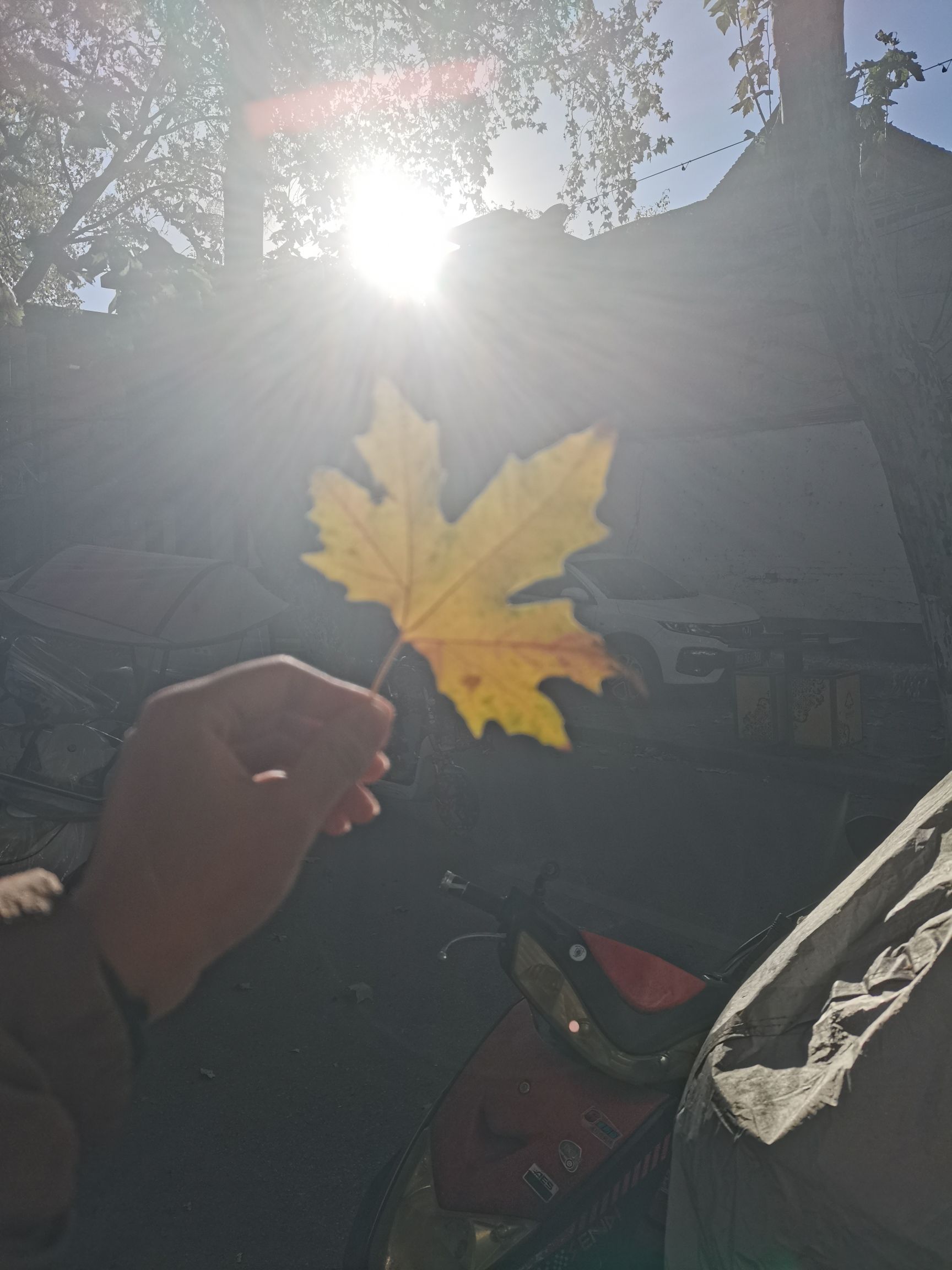 申伯公园旅行图片 2