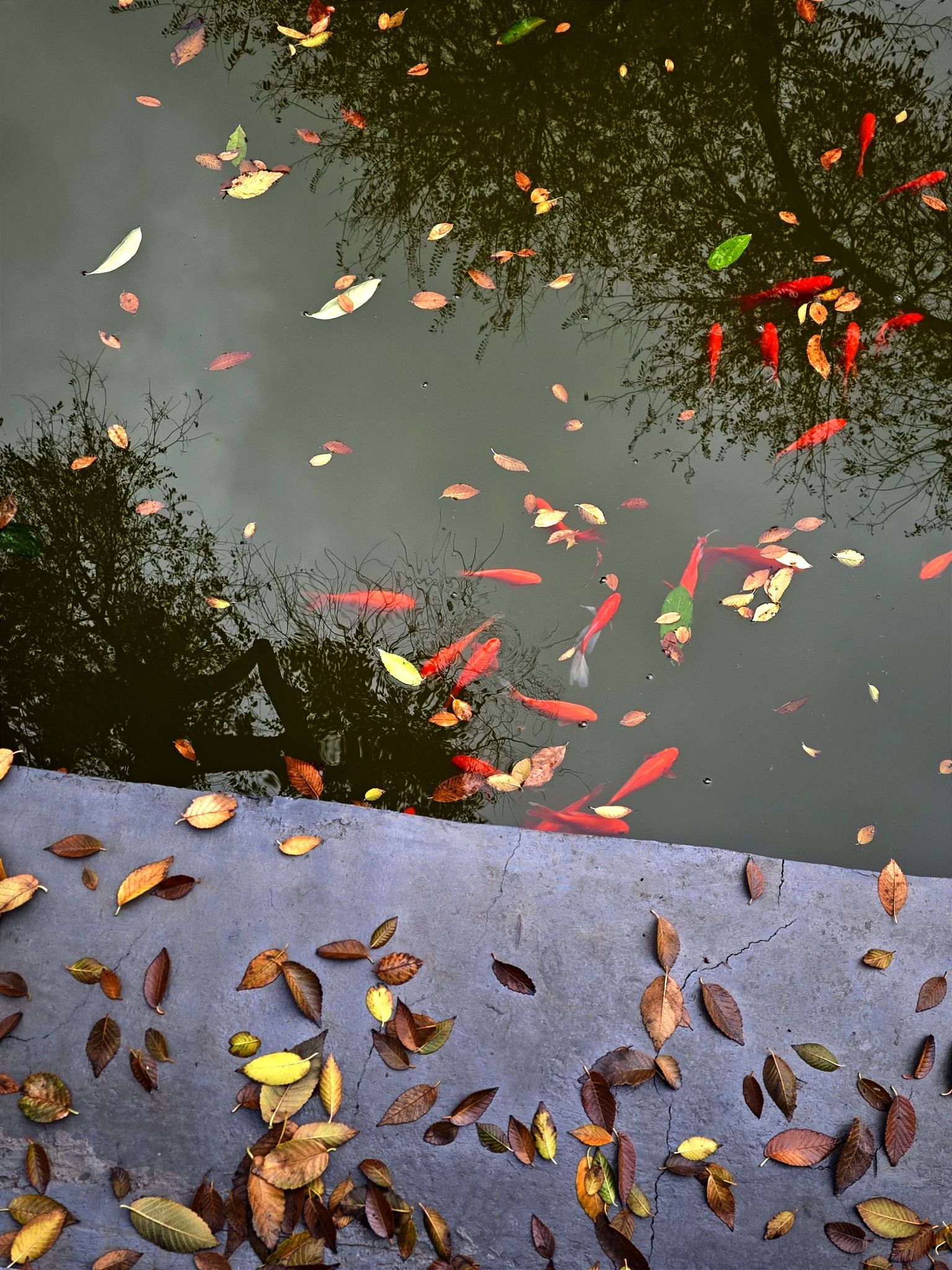 酎泉寺旅行图片 1