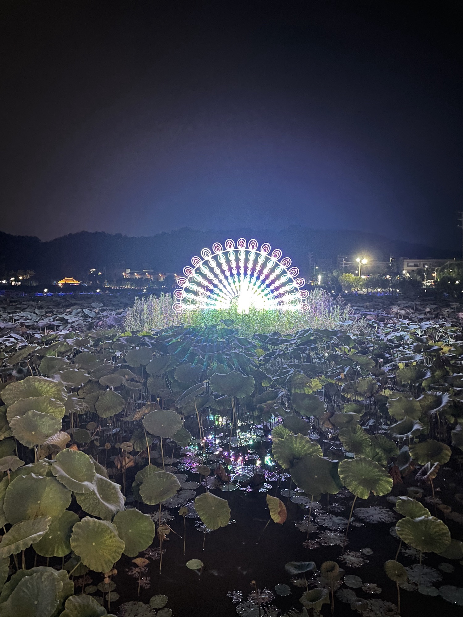 高厝塘湿地公园旅行图片 2