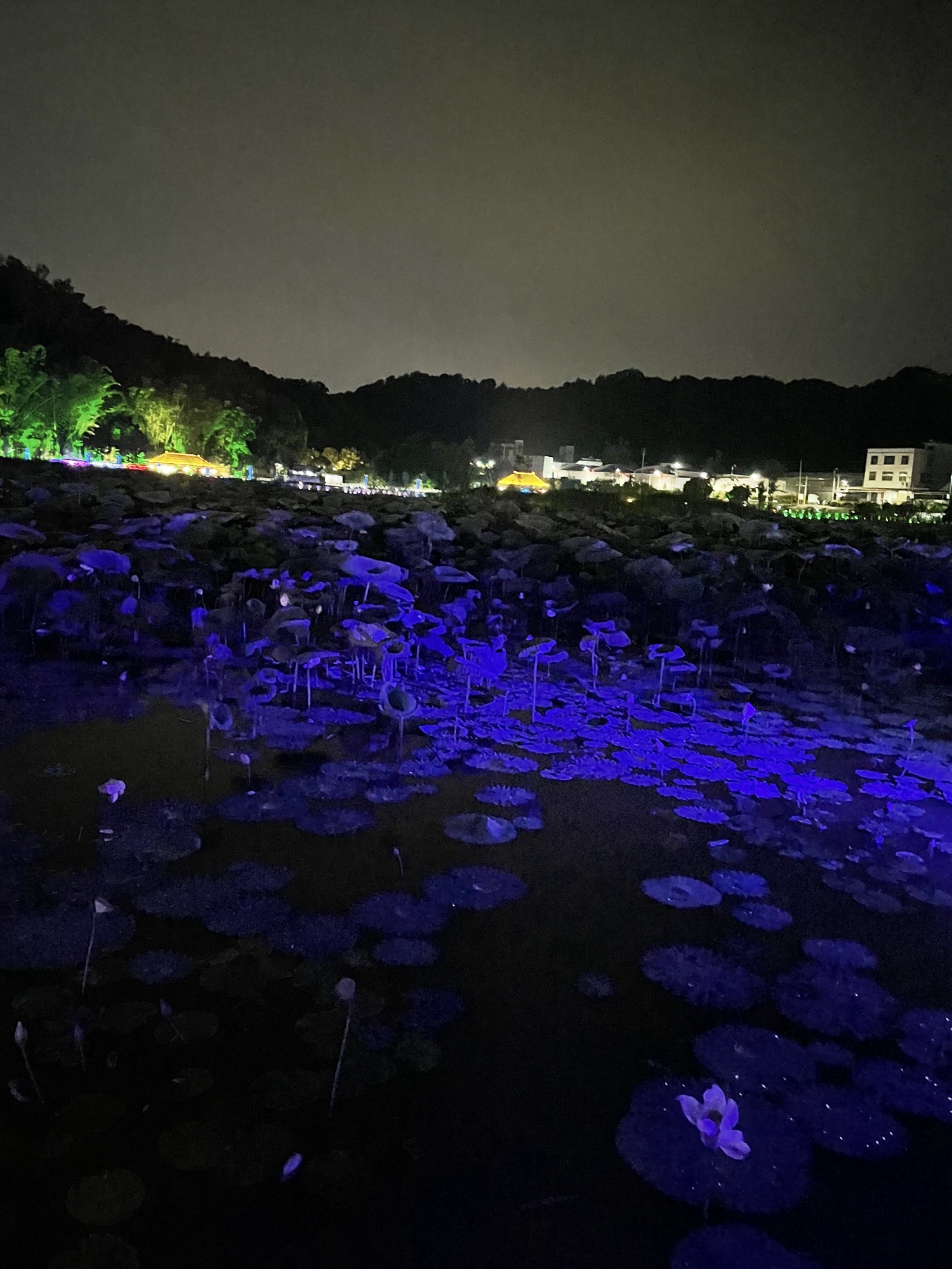 高厝塘湿地公园旅行图片 3