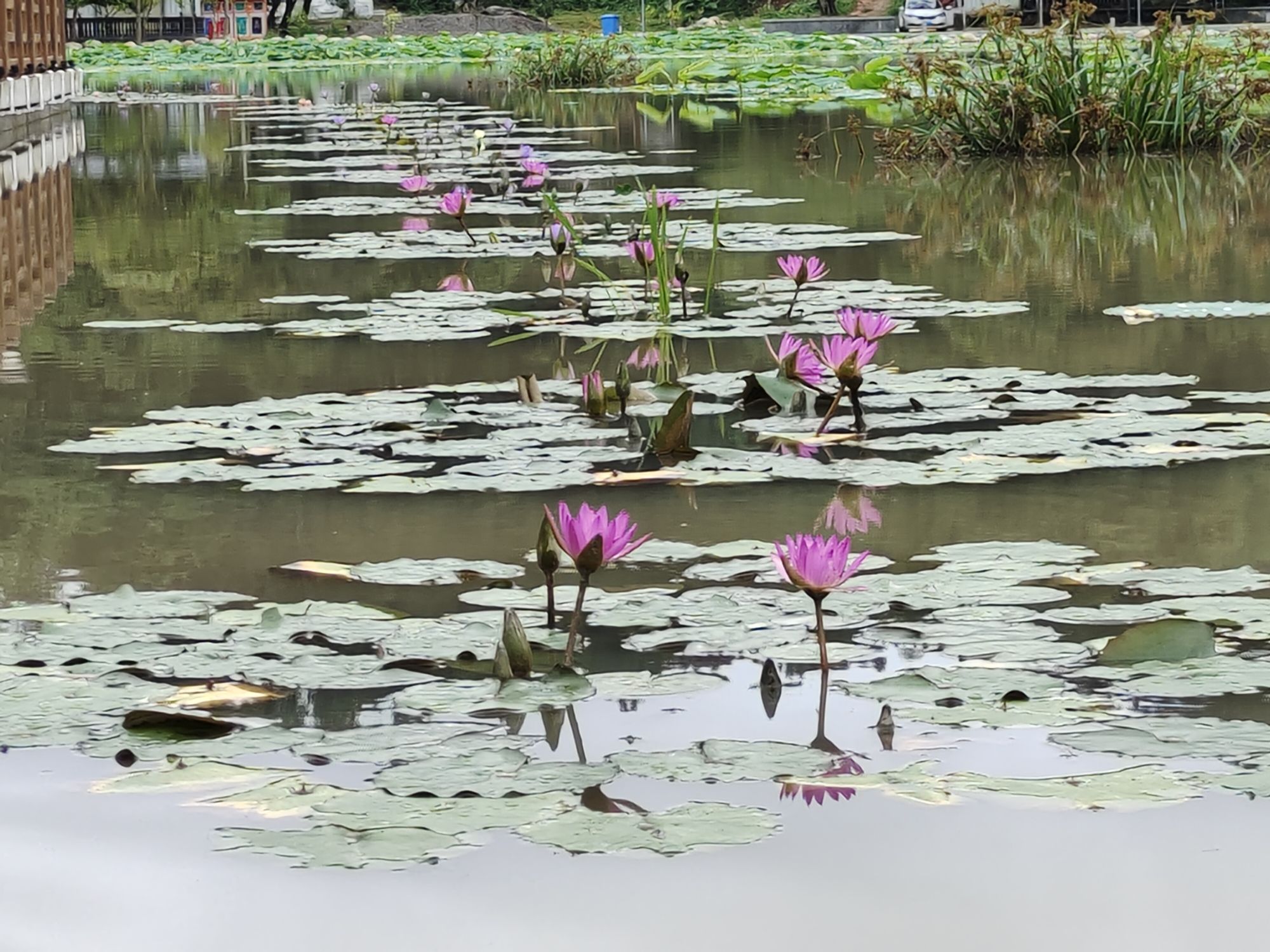 高厝塘湿地公园