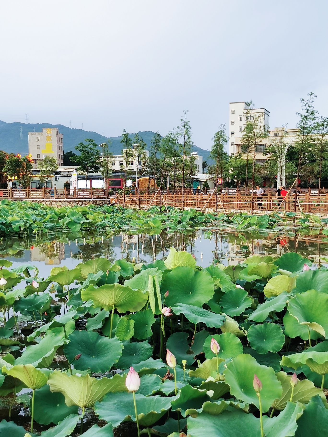 高厝塘湿地公园旅行图片 2