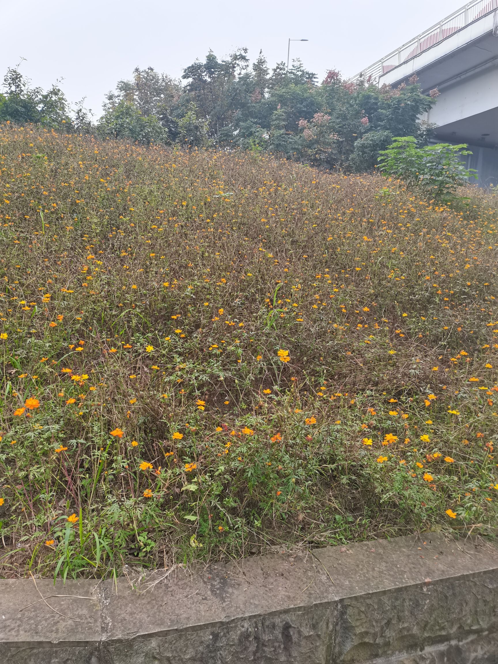 合川三江国家湿地公园旅行图片 3
