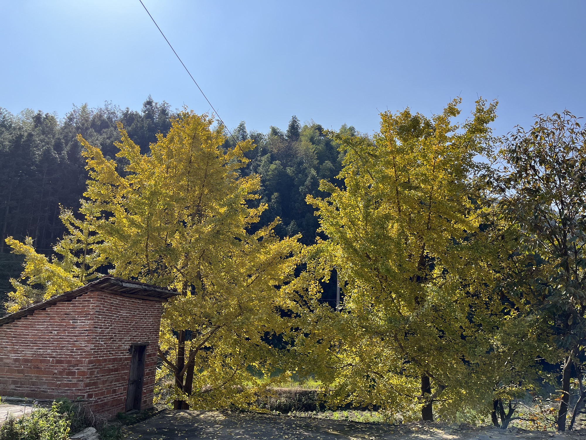 冯屋银杏古村旅行图片 2