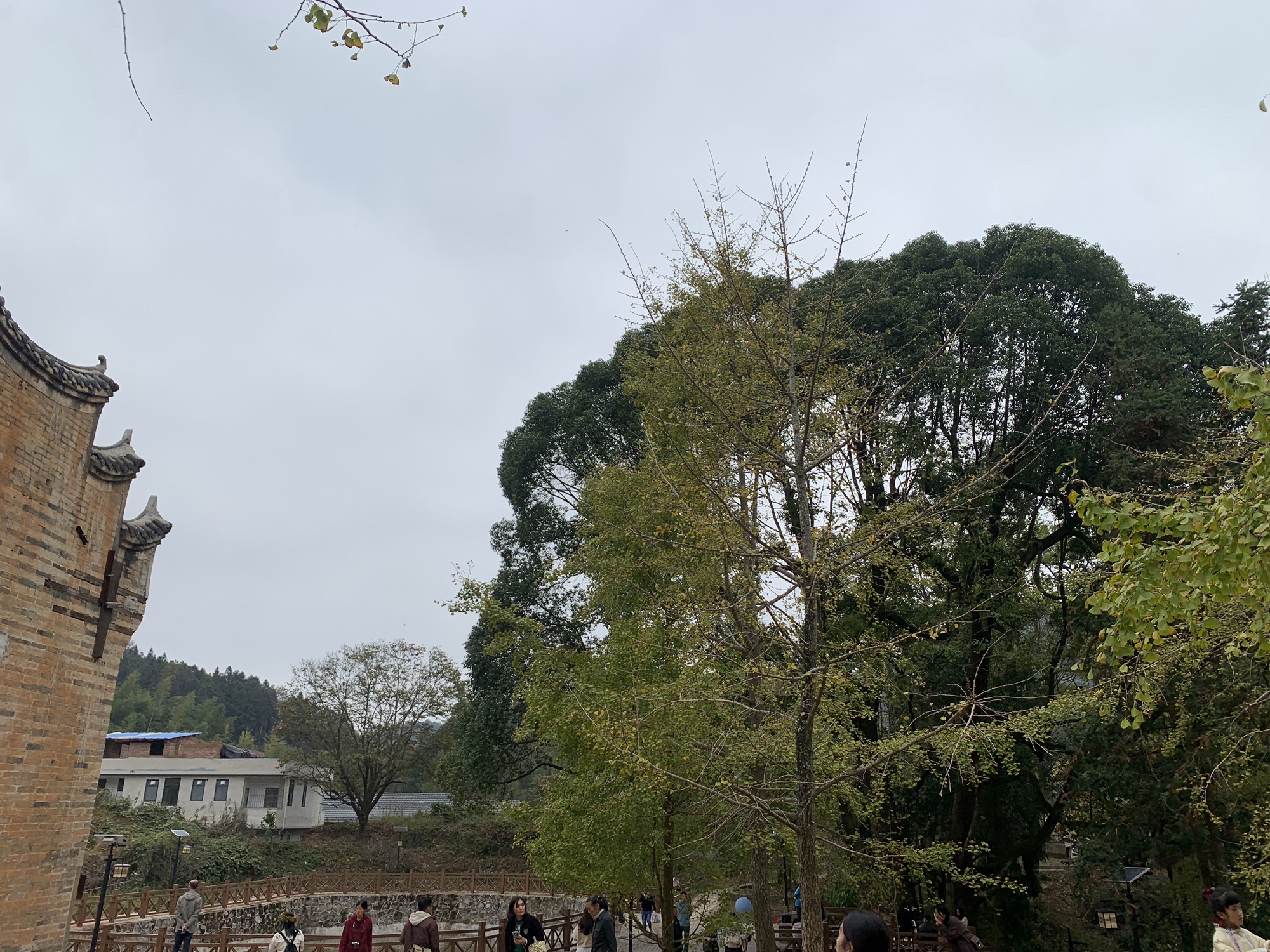 冯屋银杏古村旅行图片 1