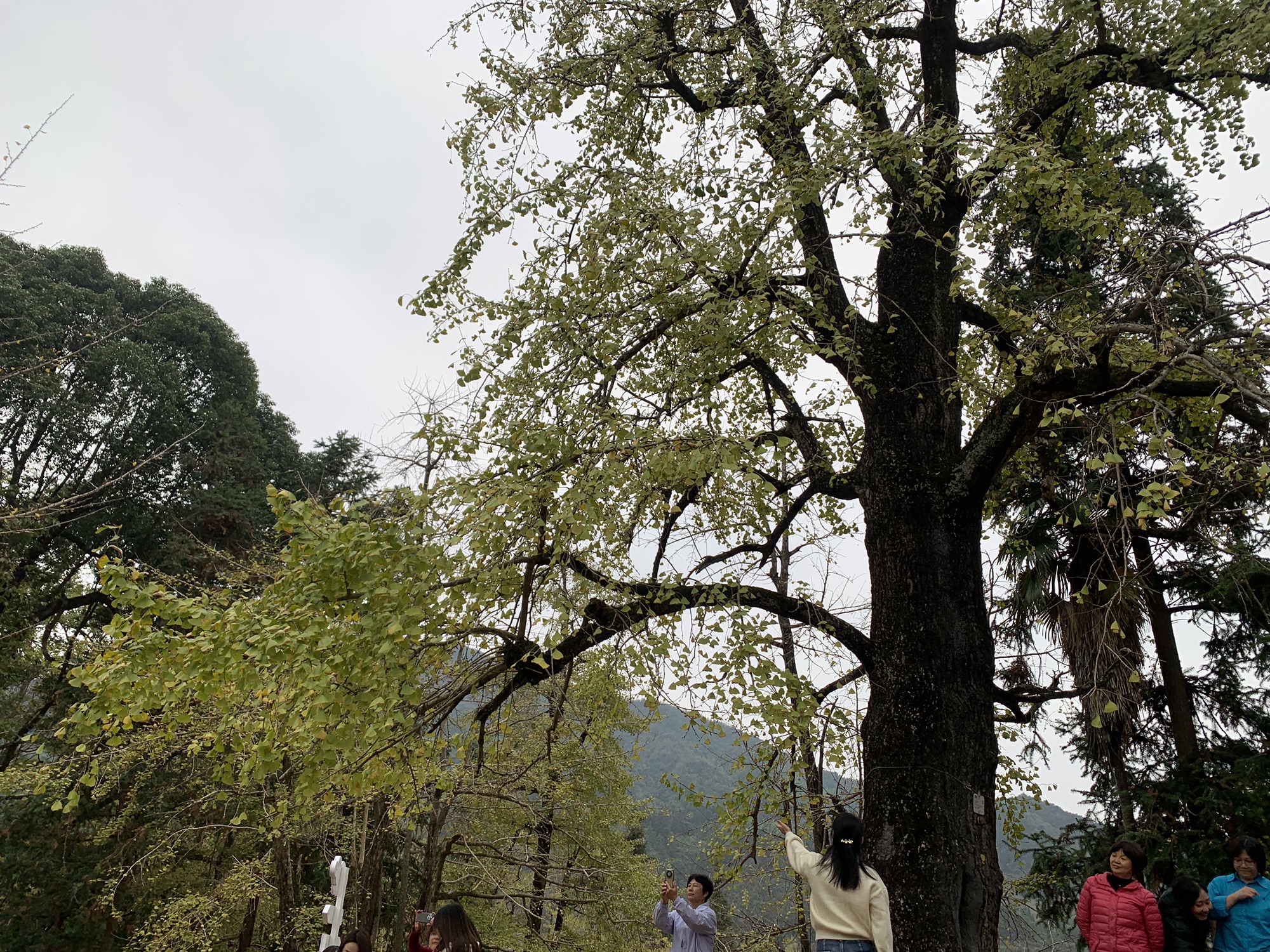 冯屋银杏古村旅行图片 2