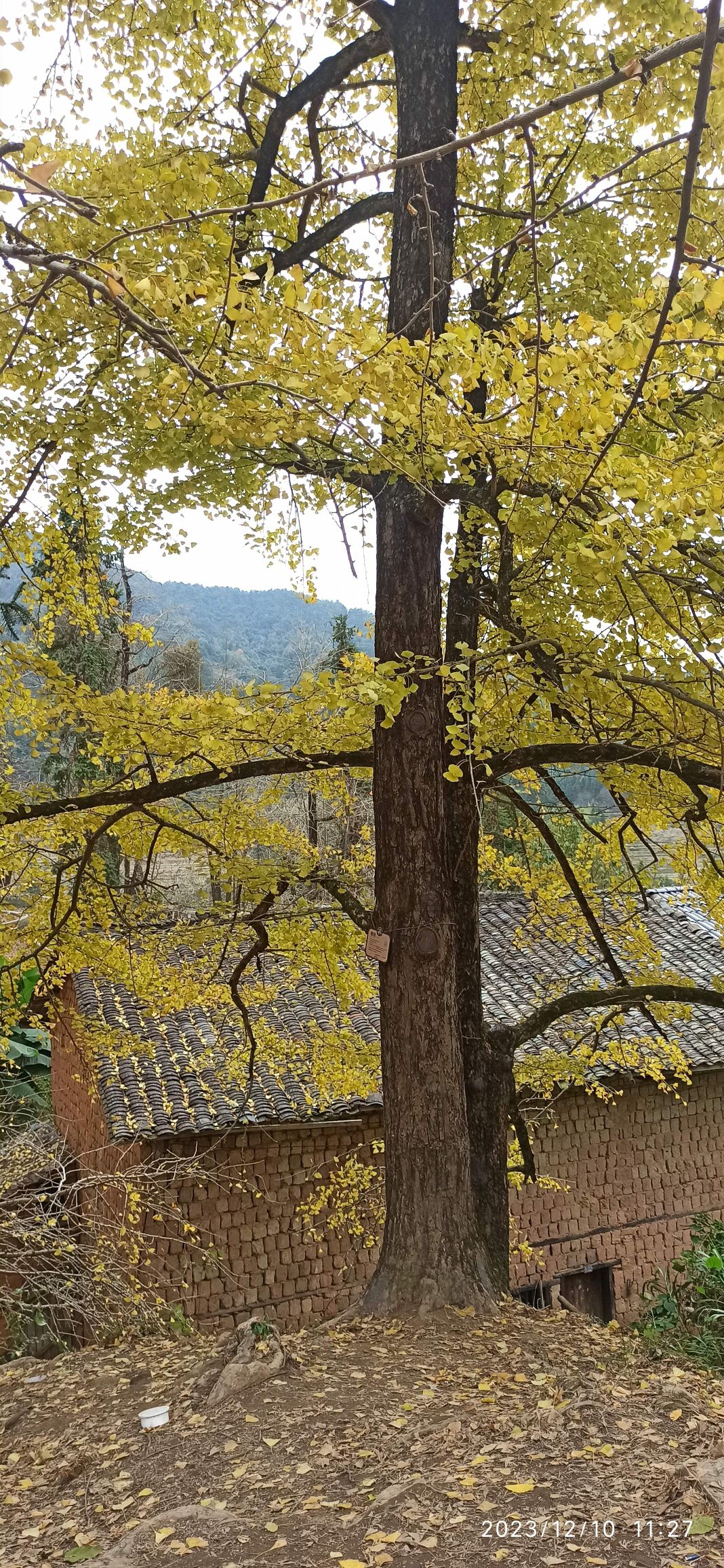 冯屋银杏古村旅行图片 2