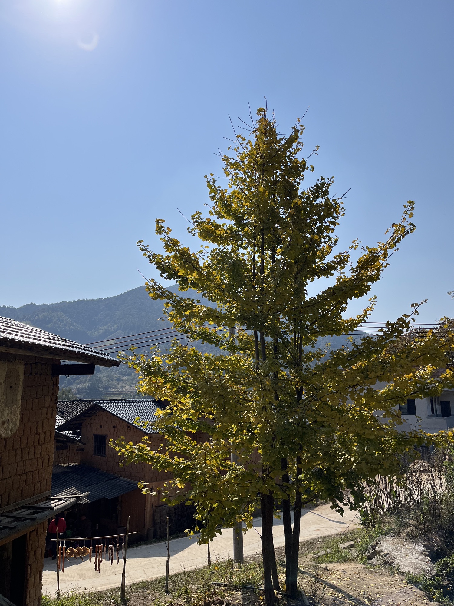 冯屋银杏古村旅行图片 1