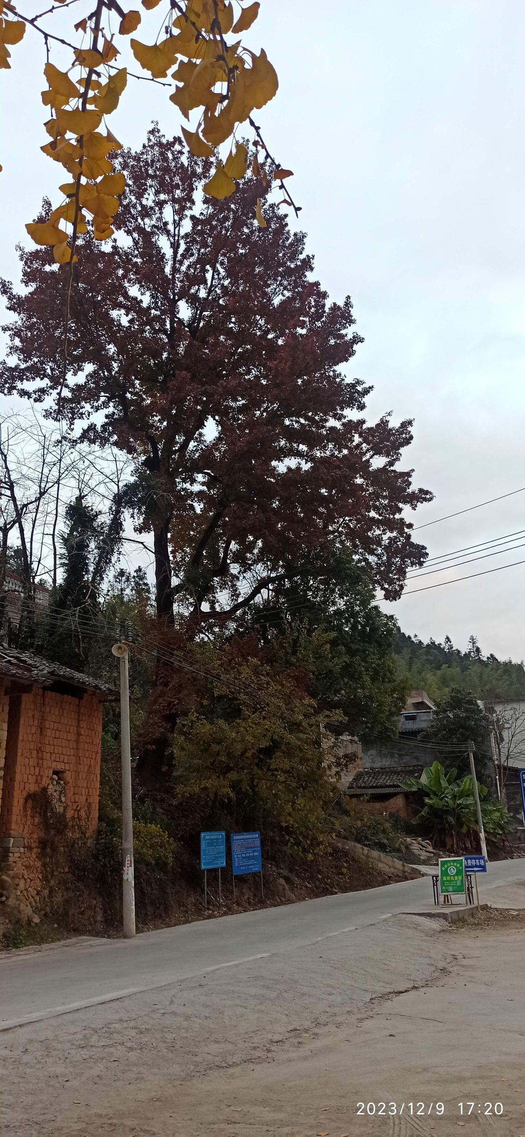 冯屋银杏古村旅行图片 3
