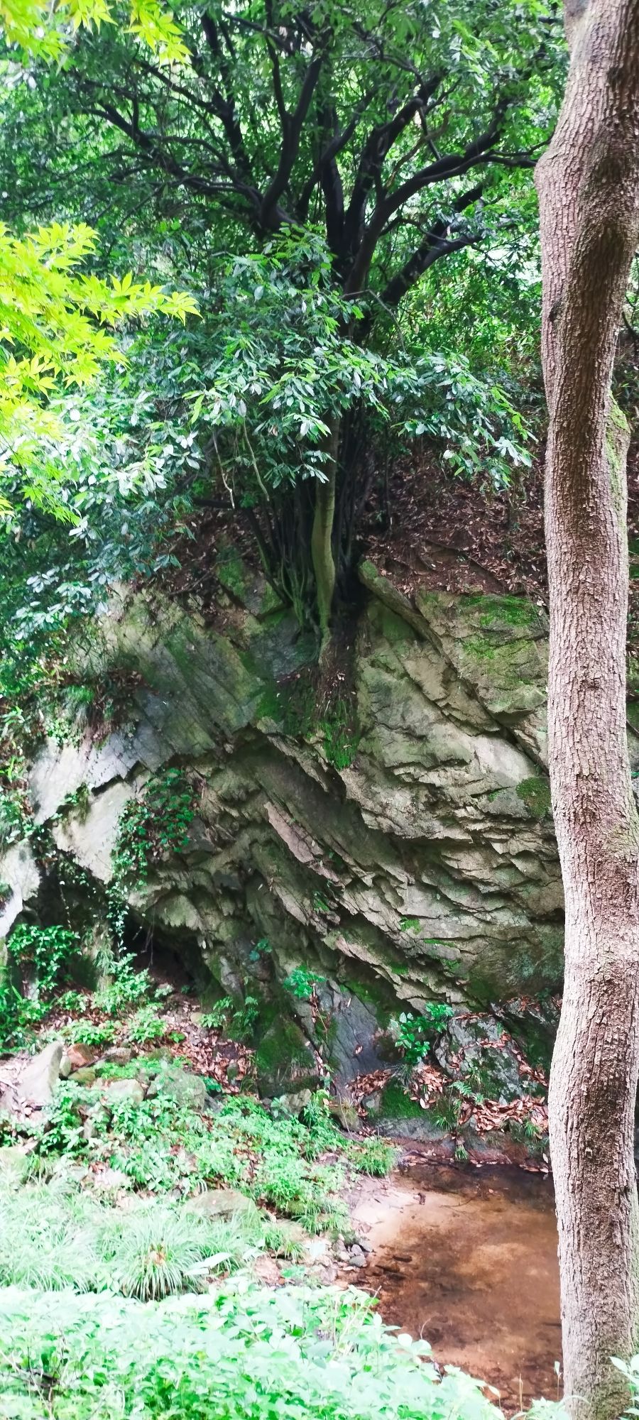 武胜关鸡公山林场瞭望台旅行图片 3