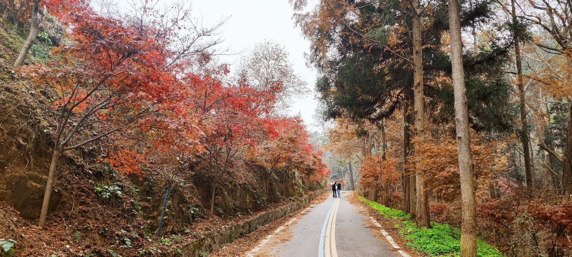 武胜关鸡公山林场瞭望台旅行图片 1