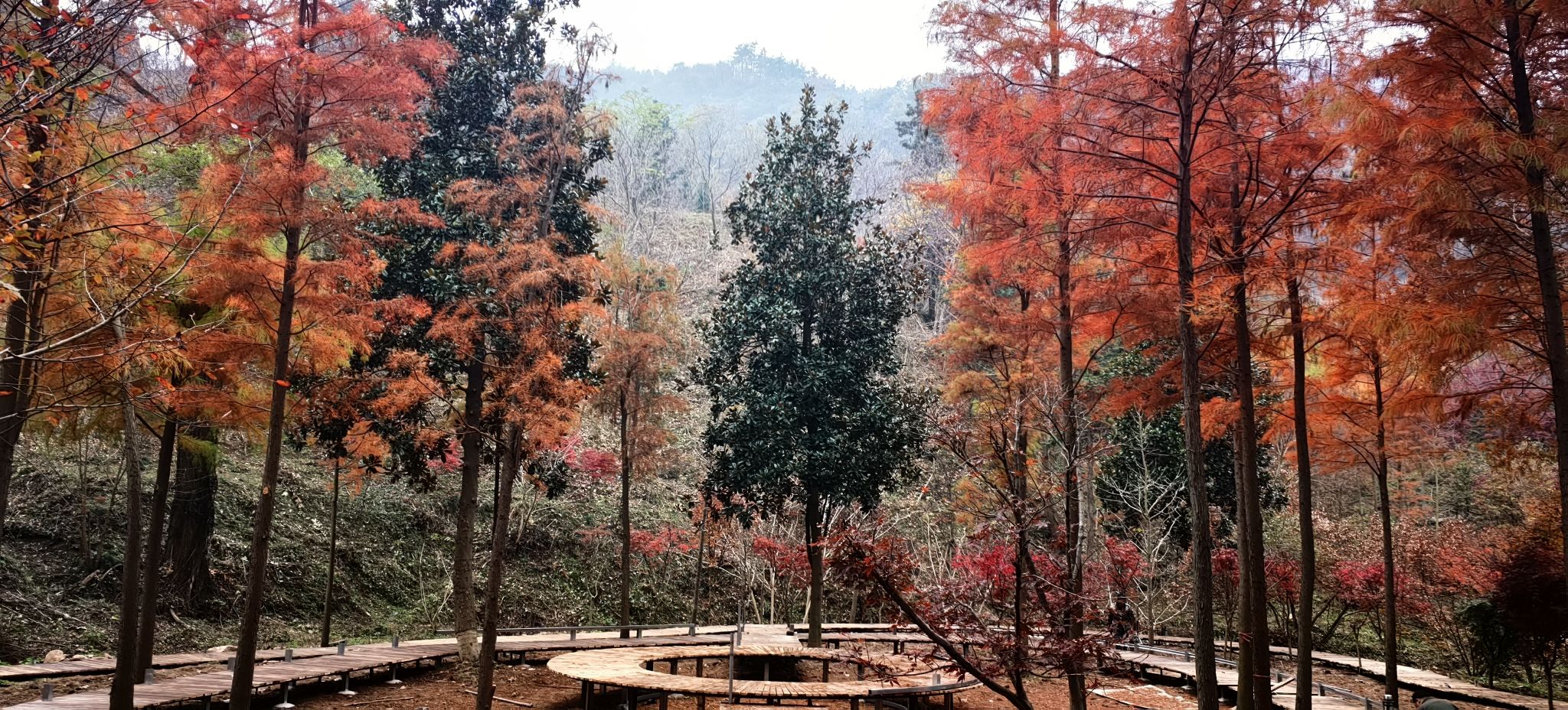 武胜关鸡公山林场瞭望台旅行图片 3