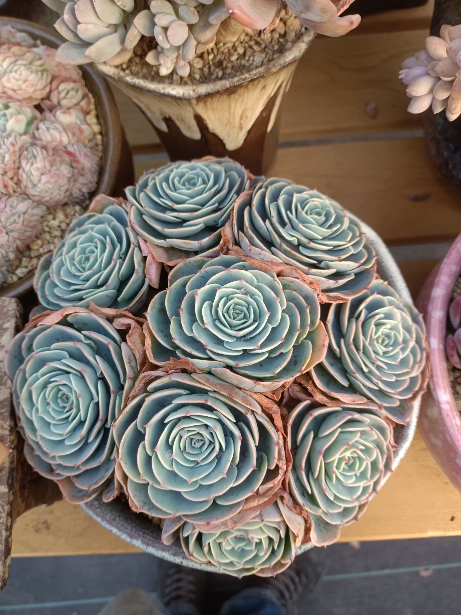 西山东篱多肉园艺