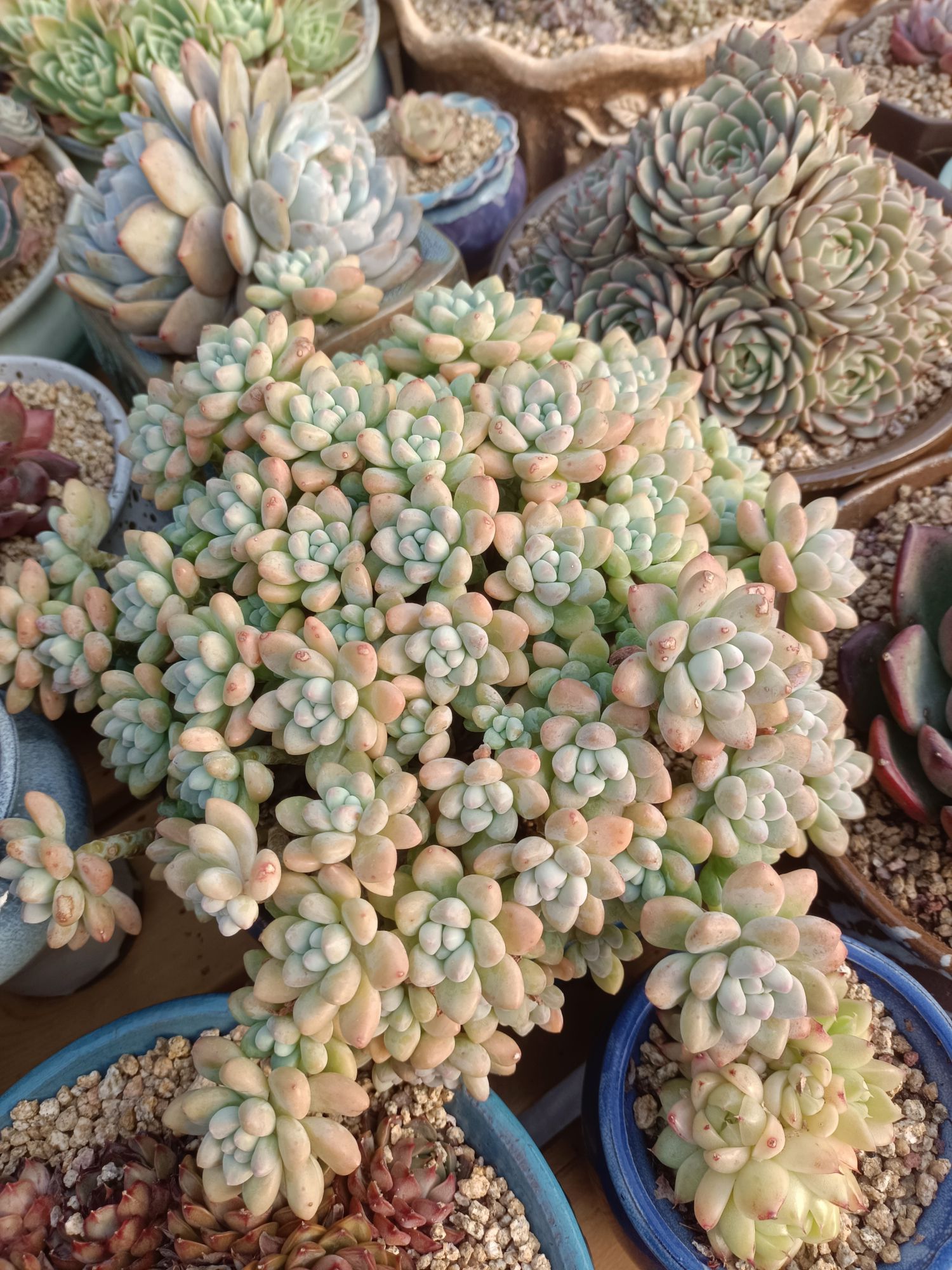 西山东篱多肉园艺