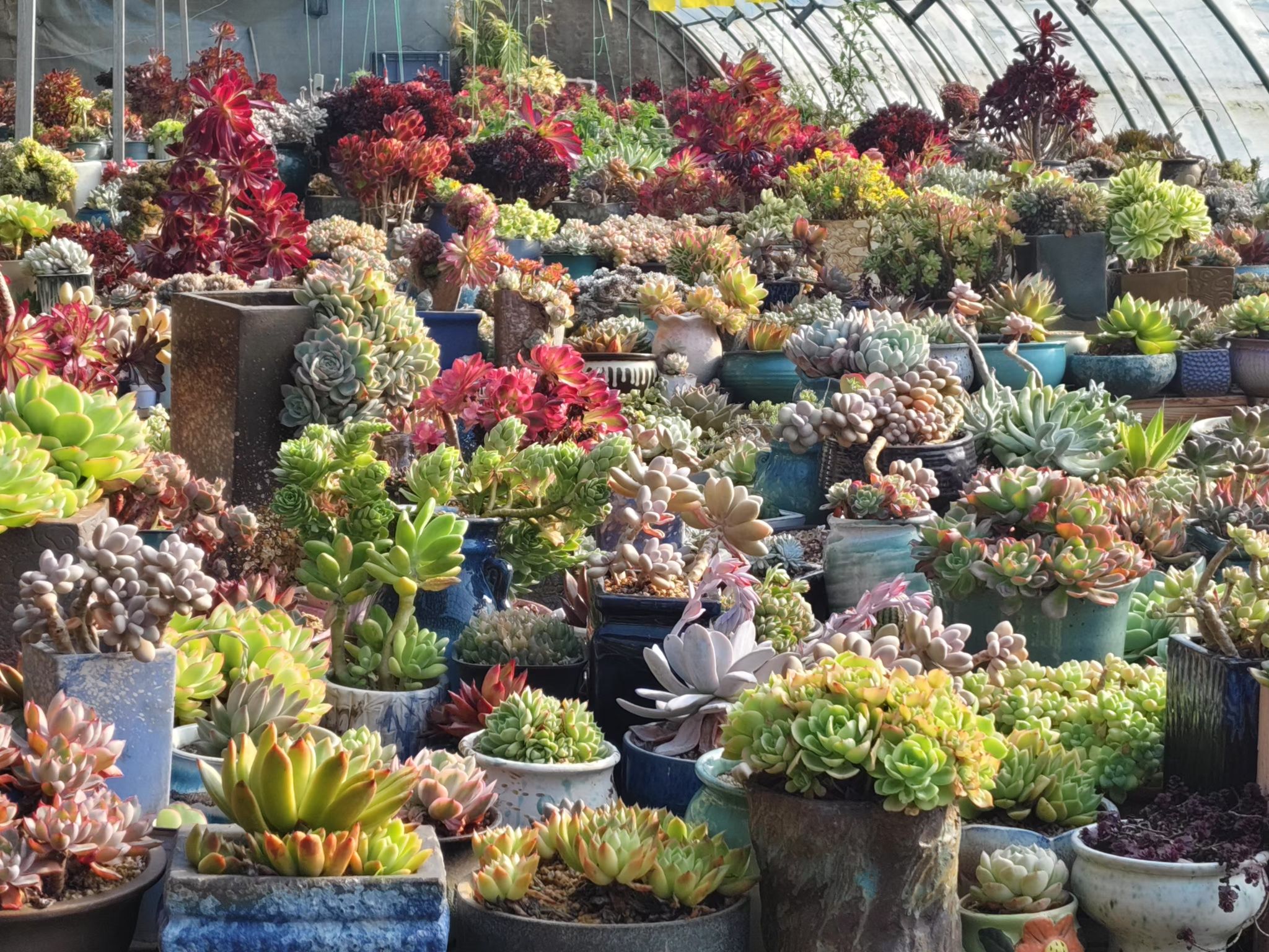 西山东篱多肉园艺