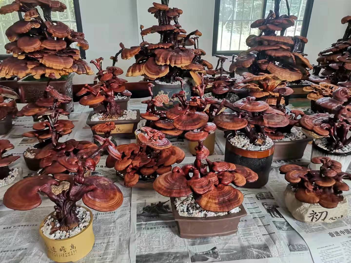 洛阳灵芝文化产业园