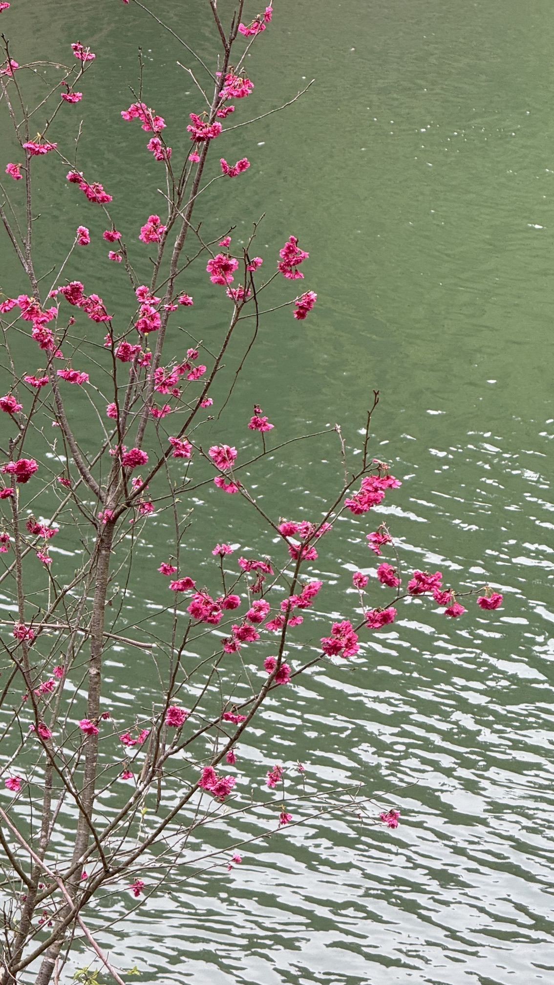 桃花源景区旅行图片 3