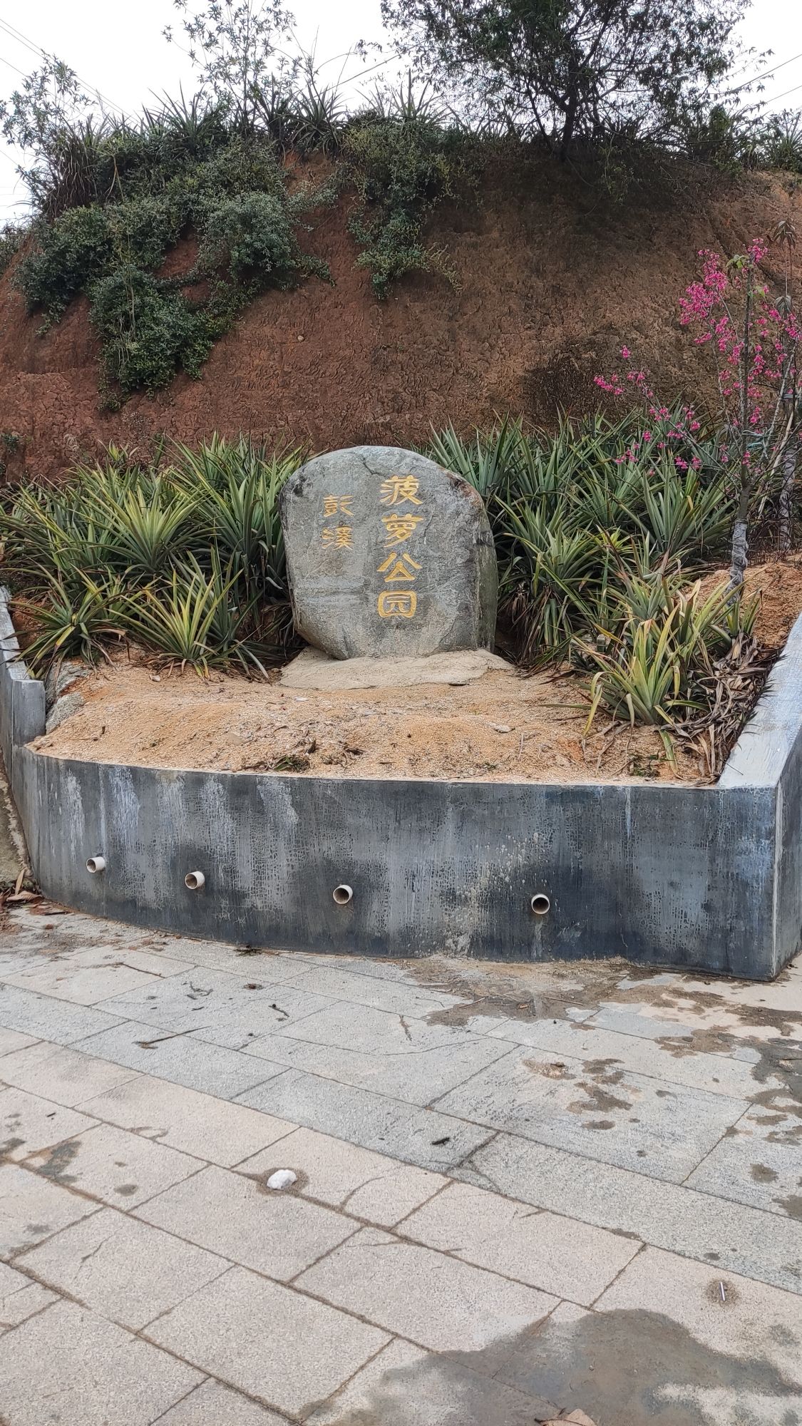 彭溪菠萝公园旅行图片 1