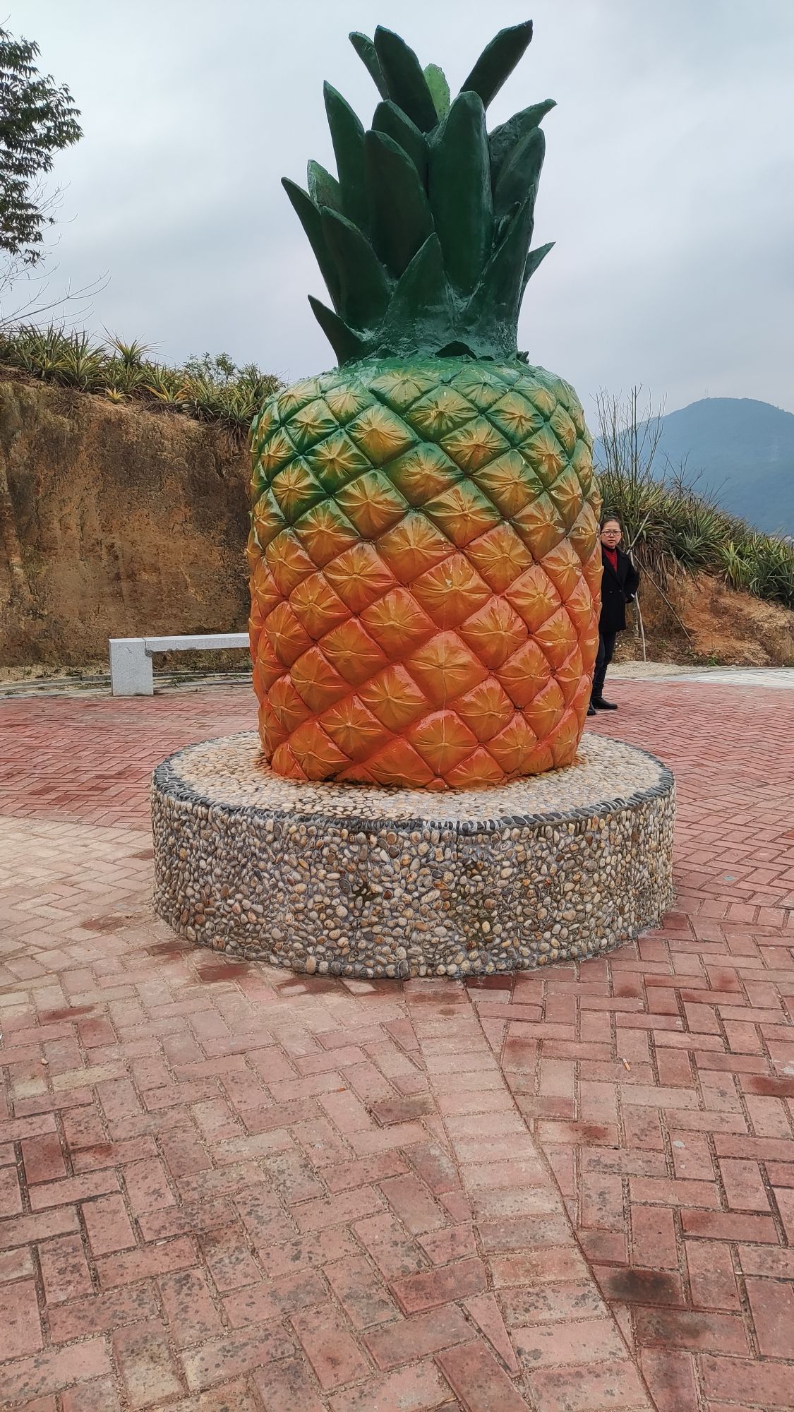彭溪菠萝公园旅行图片 2