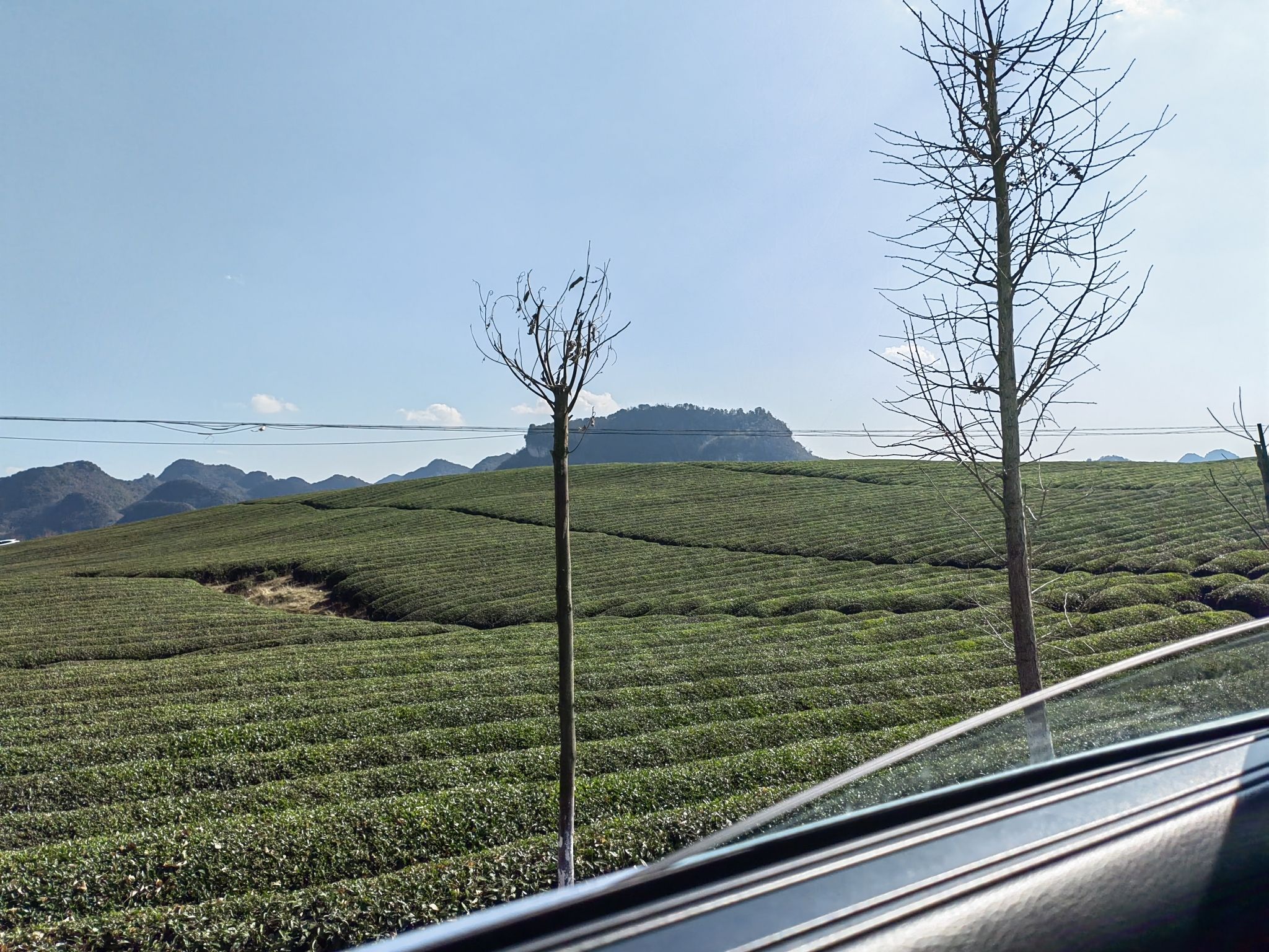 十二茅坡梅格樱花园旅行图片 2