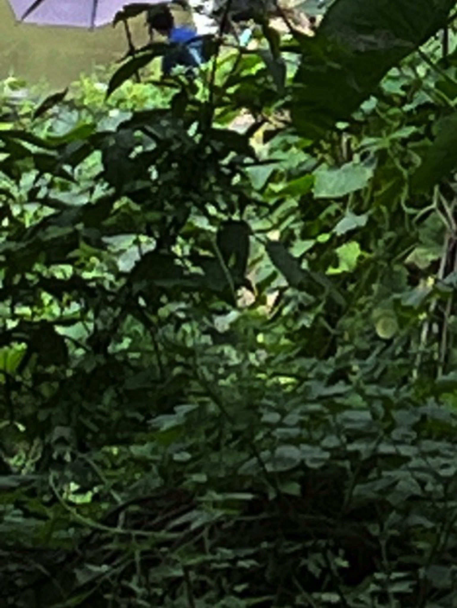 寸滩传统风貌区旅行图片 2
