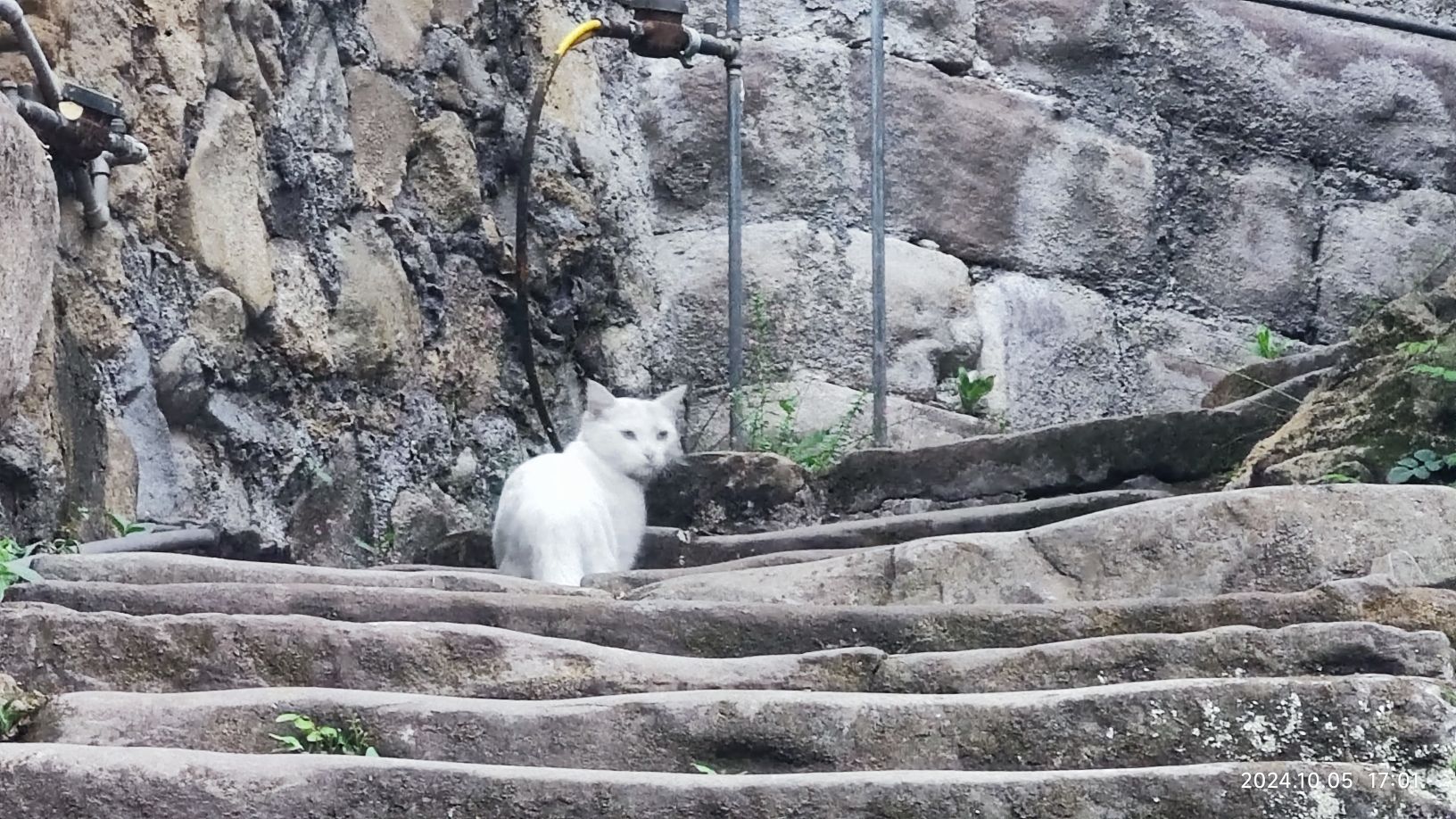 寸滩传统风貌区旅行图片 1