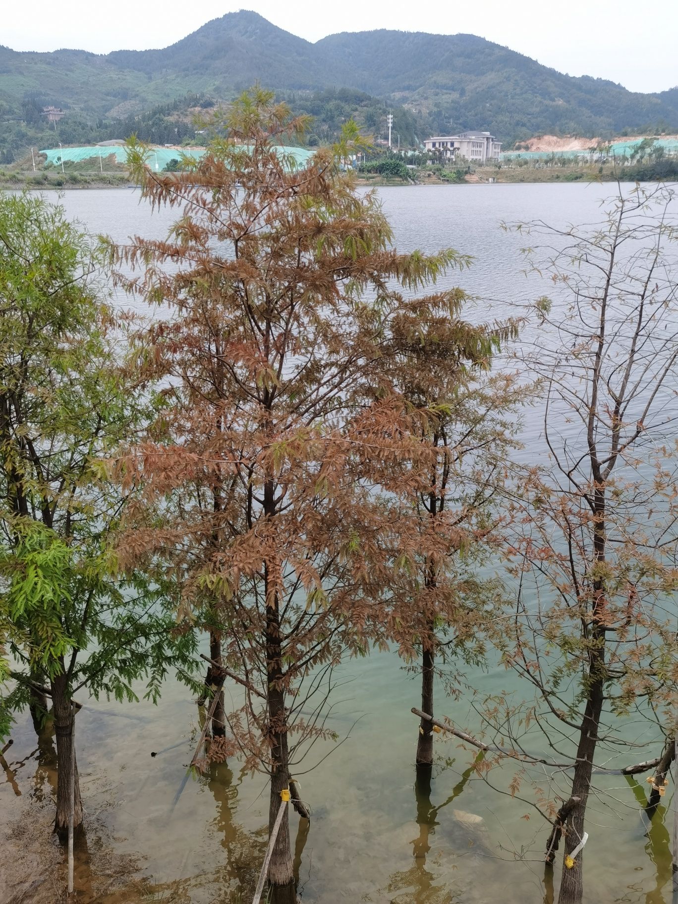 翠屏湖环湖慢道旅行图片 2