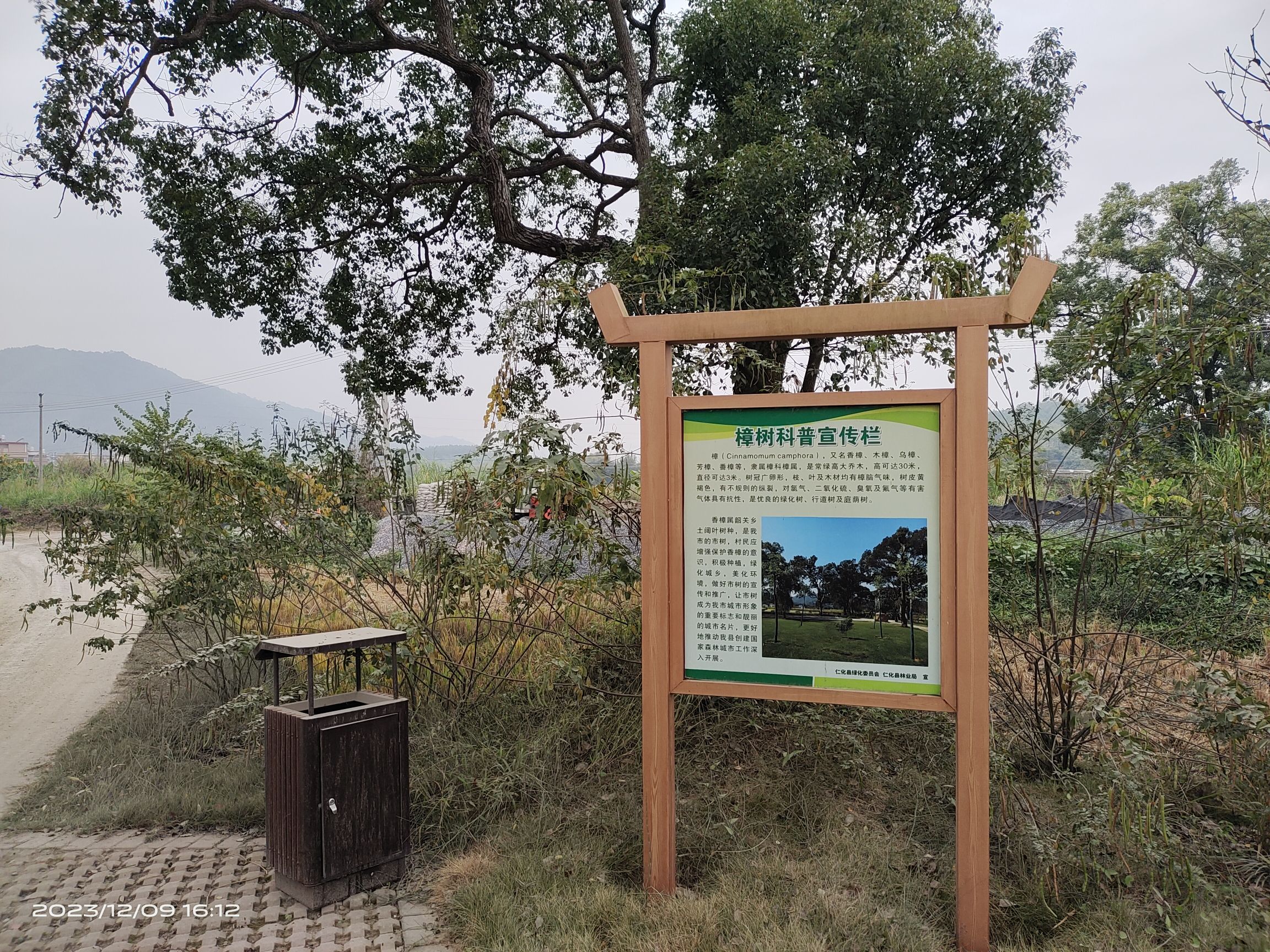 田心古树公园旅行图片 3