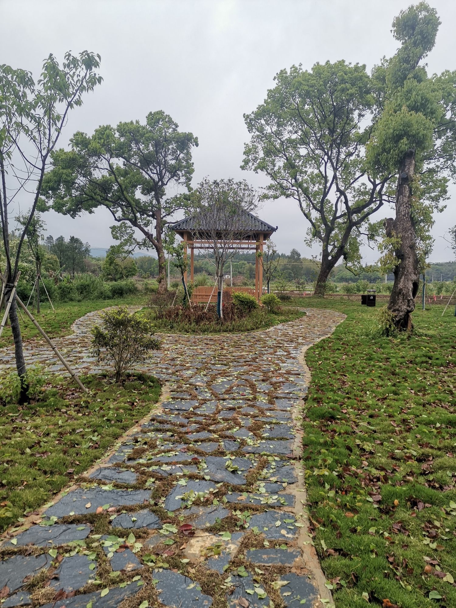 田心古树公园旅行图片 3