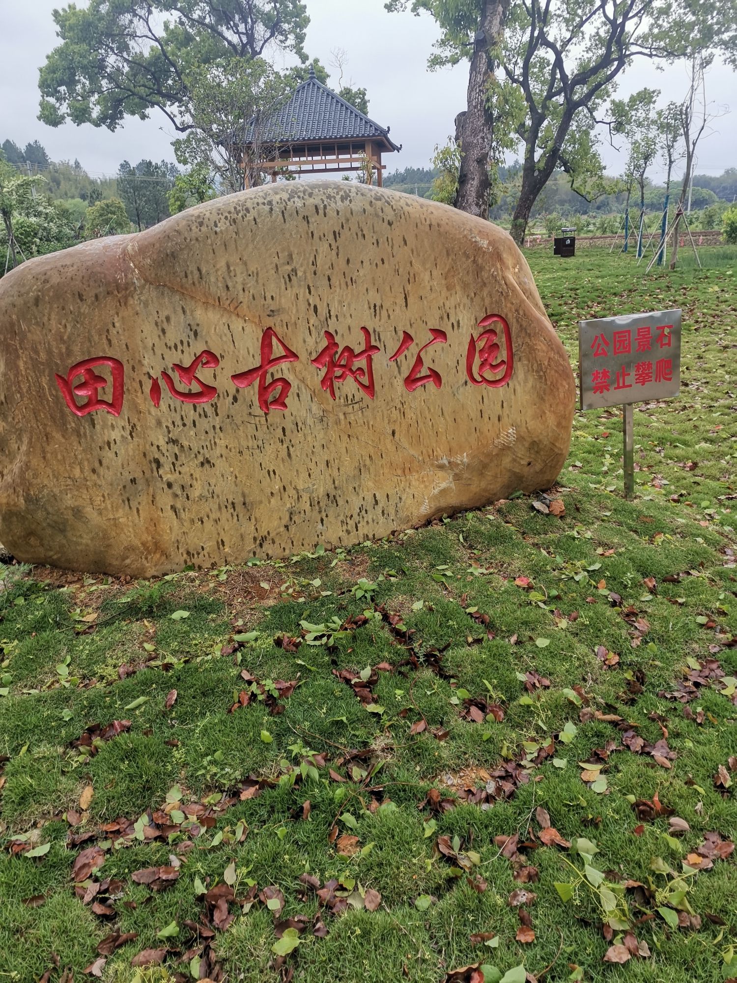 田心古树公园旅行图片 2