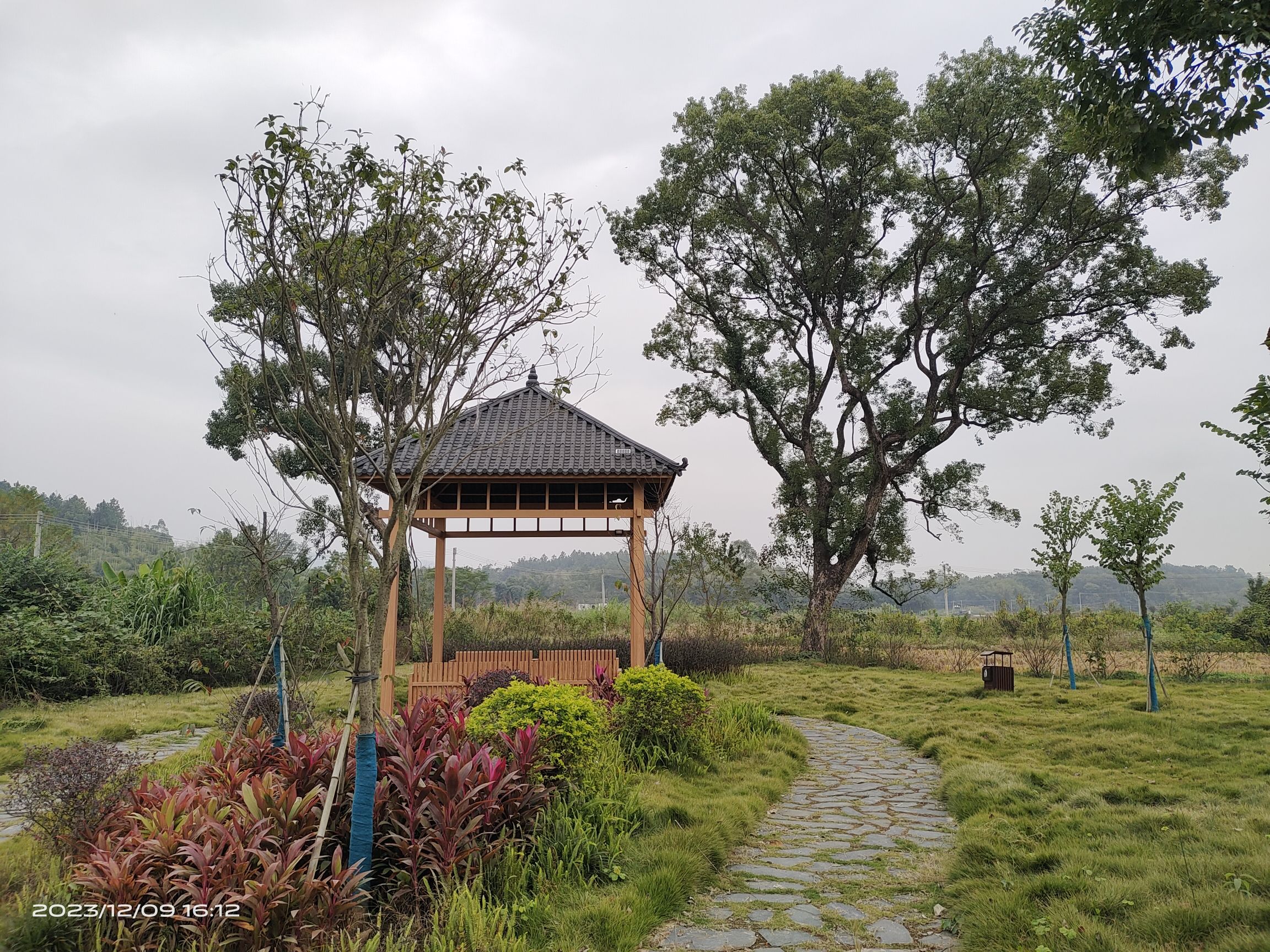 田心古树公园旅行图片 2