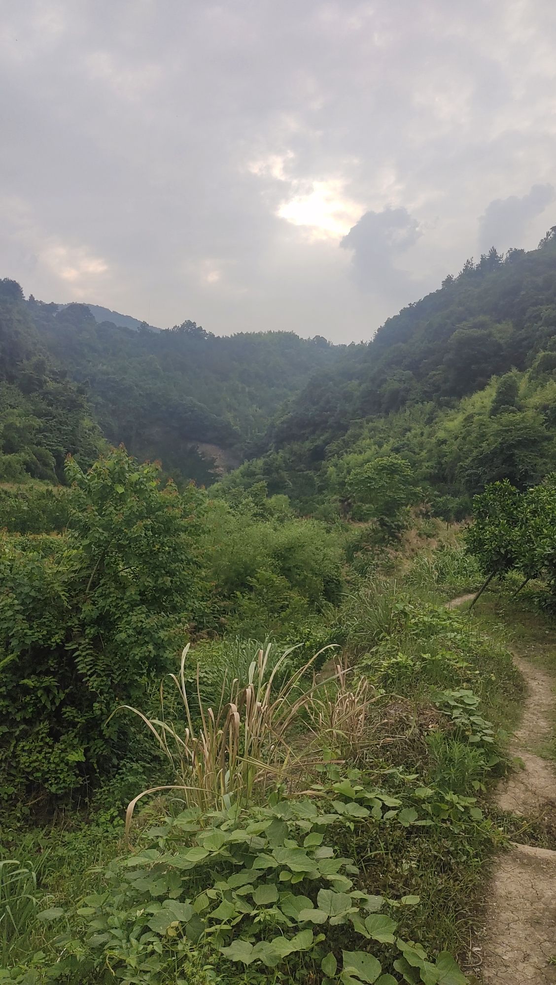 樱花溪瀑布旅行图片 2