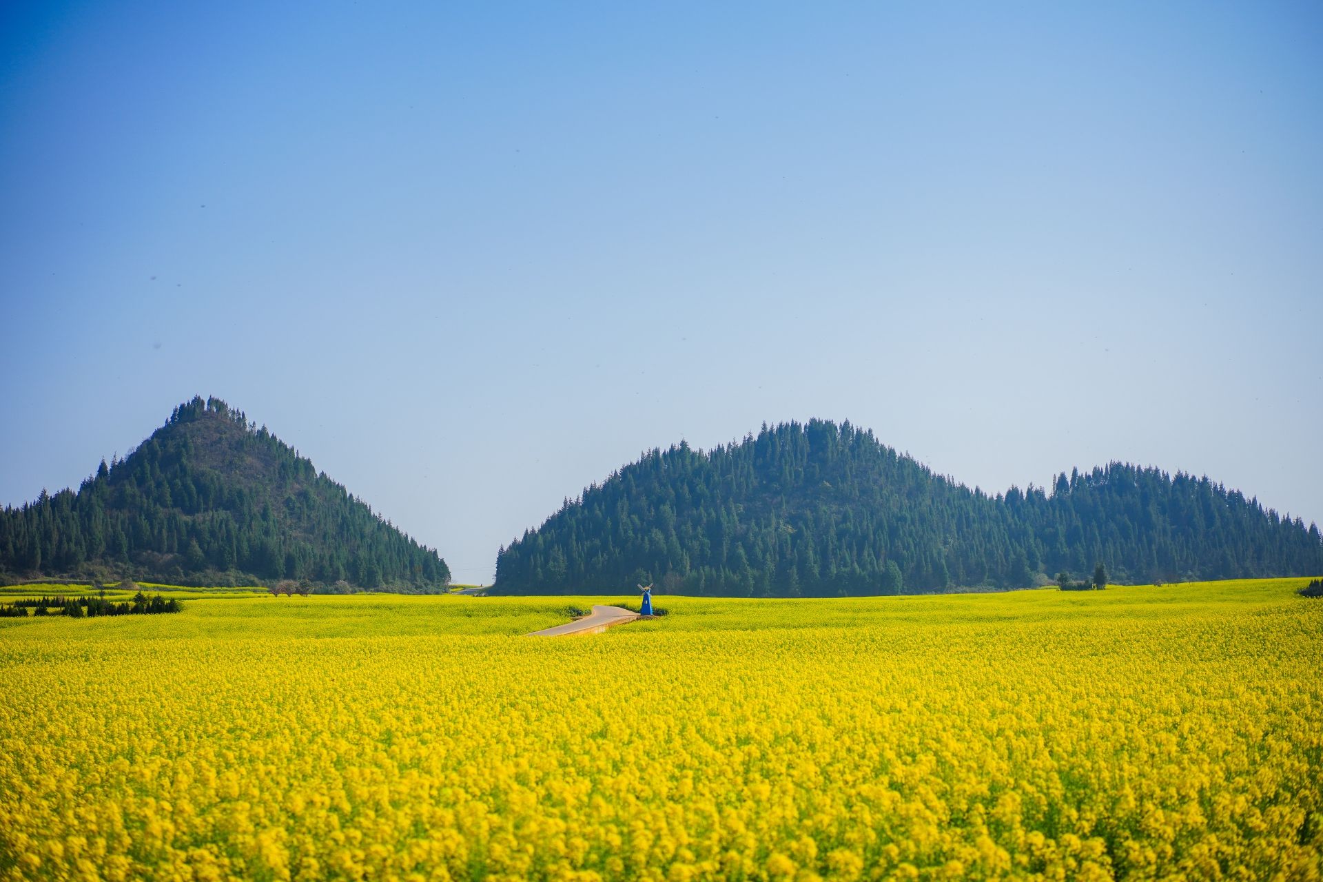 曲靖罗平油菜花 景点照片