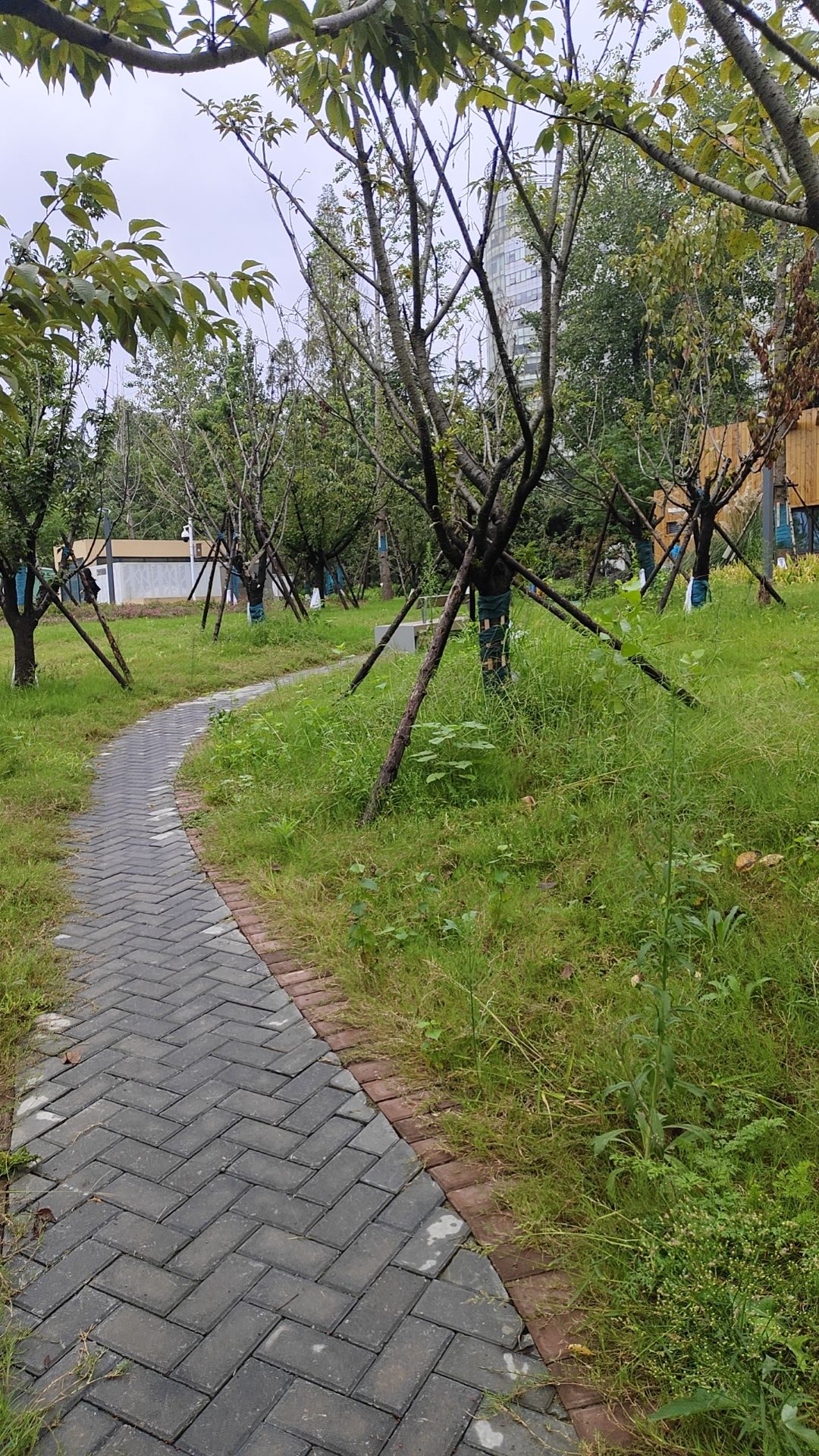 官桥湖公园旅行图片 1