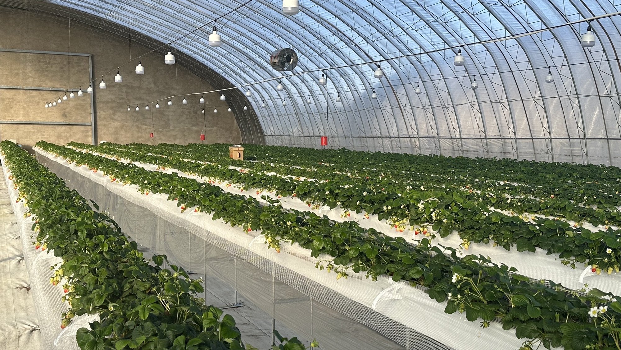 弗莱农庄(东区)