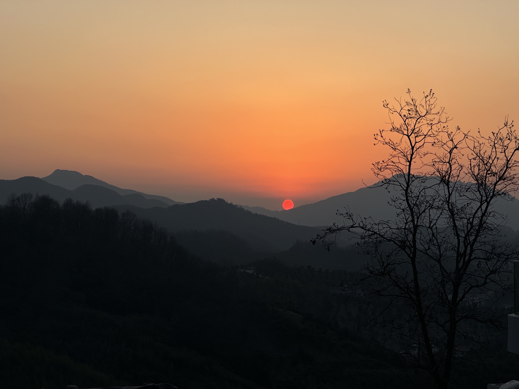 青瓦樱花谷旅行图片 1