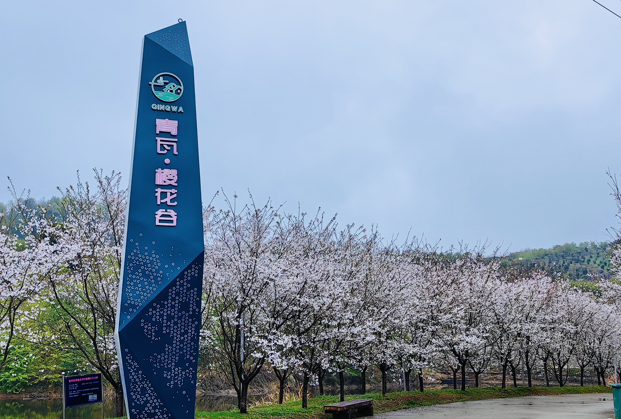 青瓦樱花谷旅行图片 2