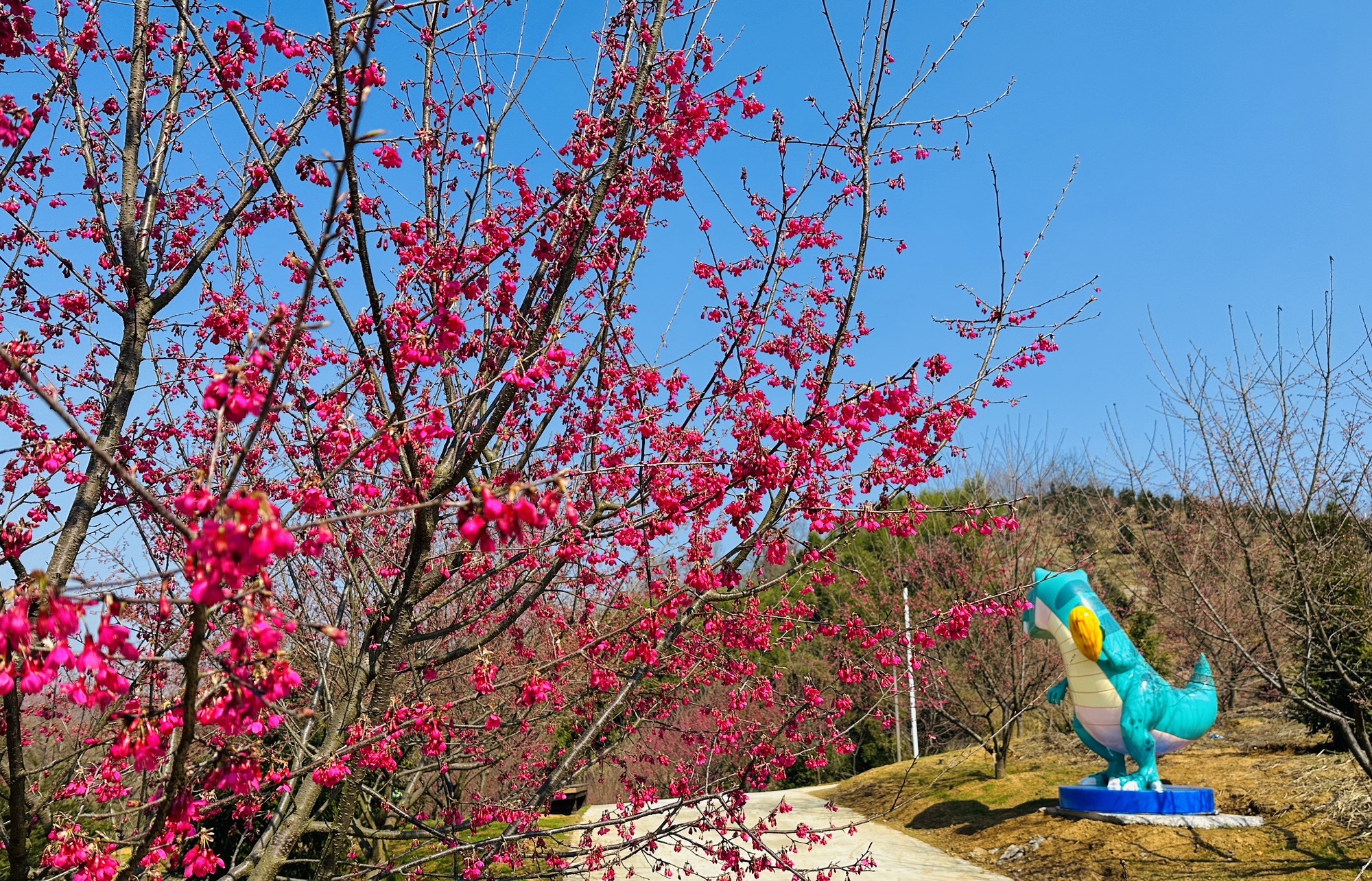 青瓦樱花谷旅行图片 3