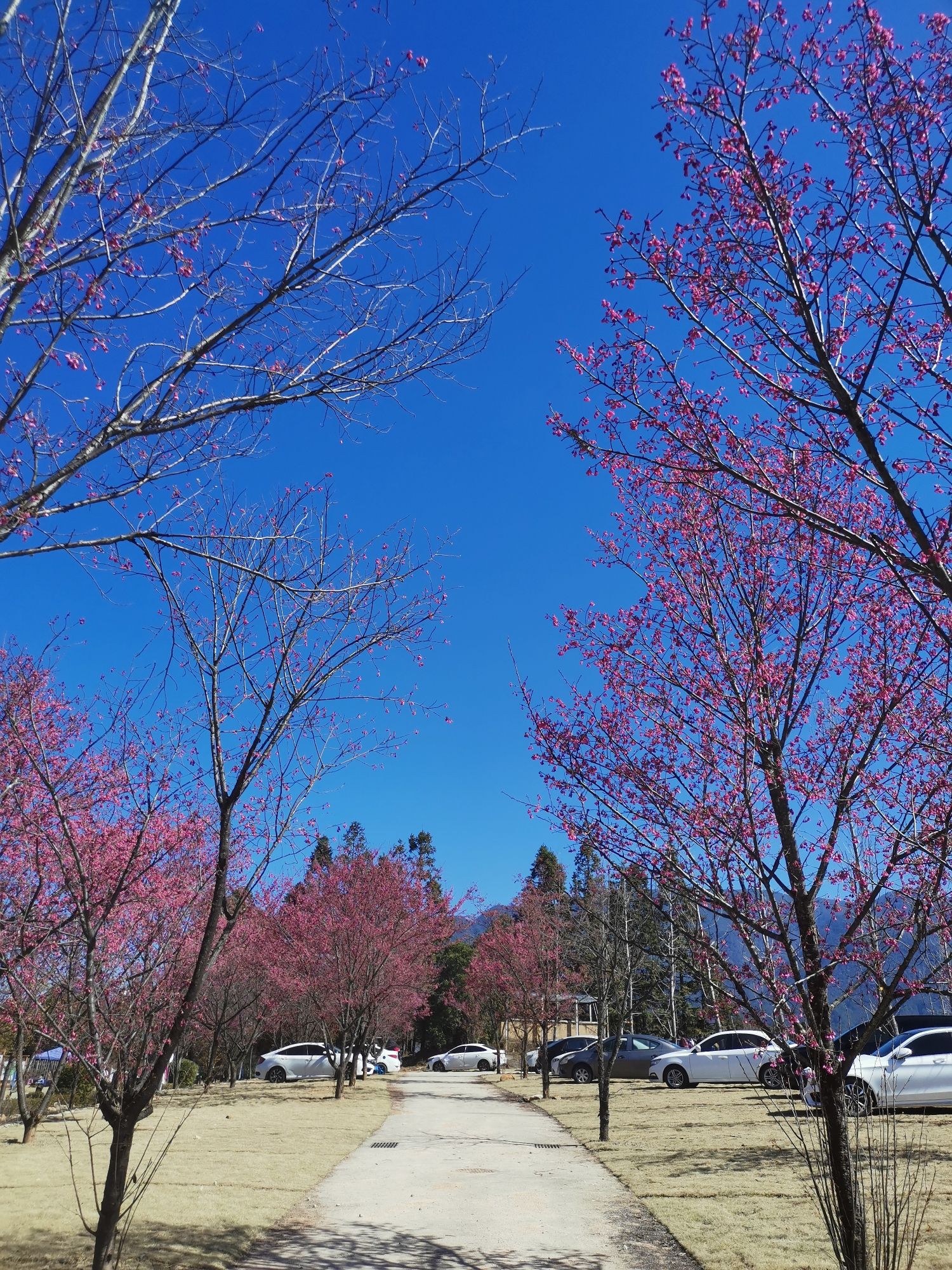 邵武市大埠岗樱花小镇旅行图片 2