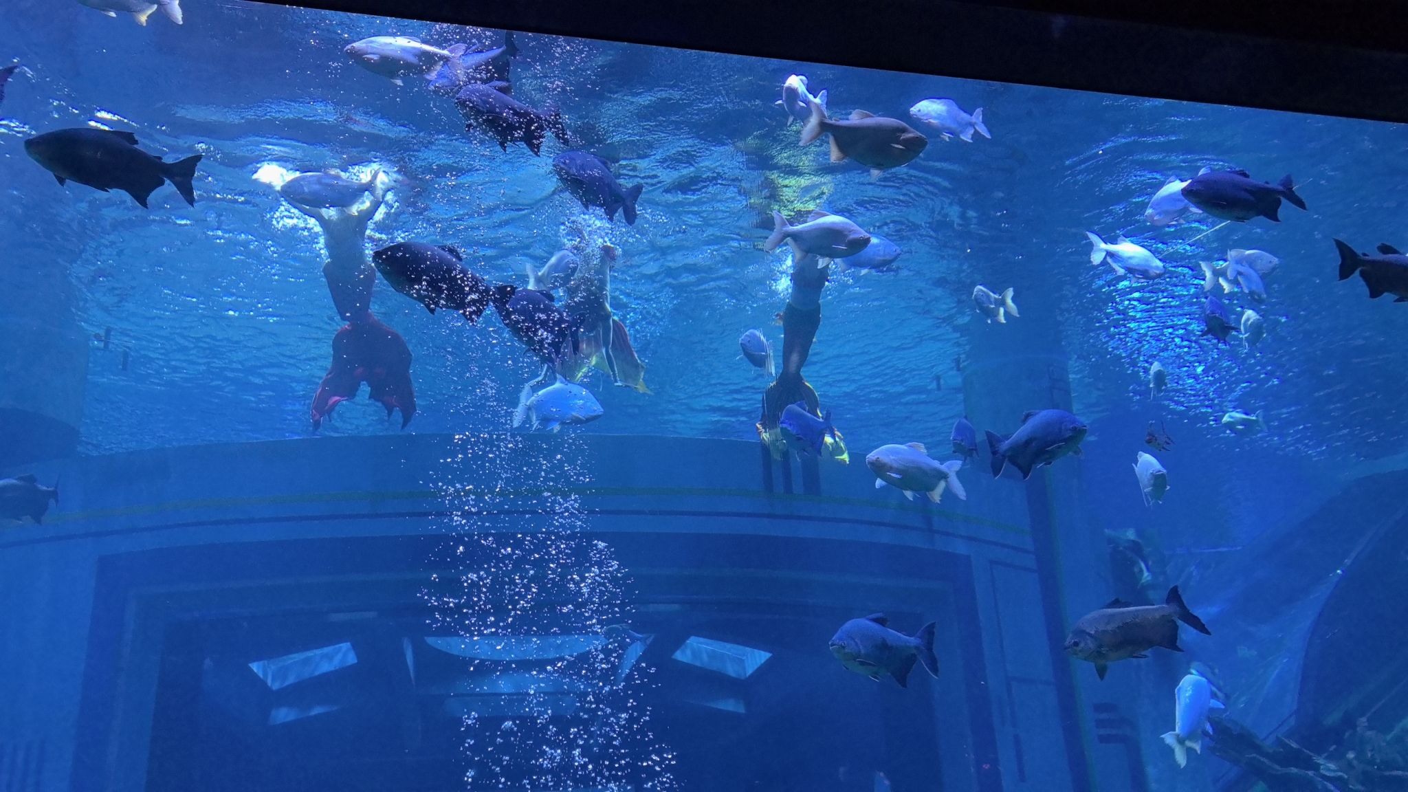 湖口县水族馆旅行图片 3