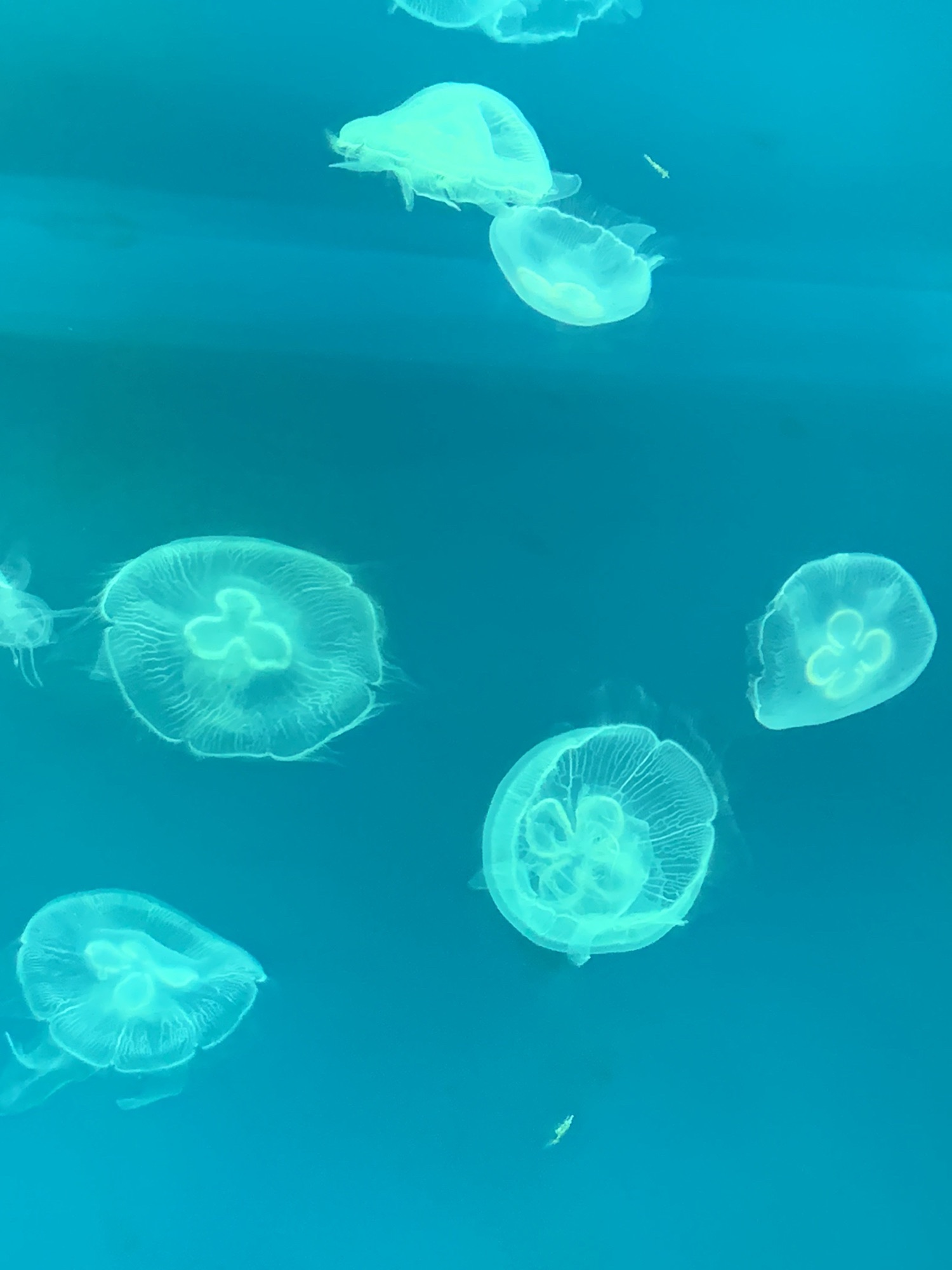 湖口县水族馆旅行图片 3