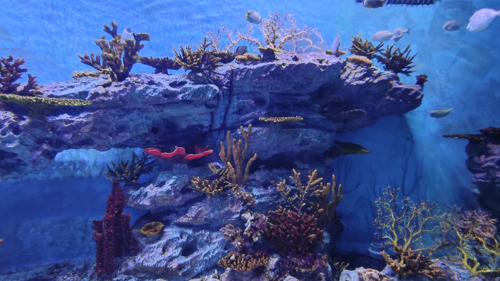 湖口县水族馆旅行图片 1