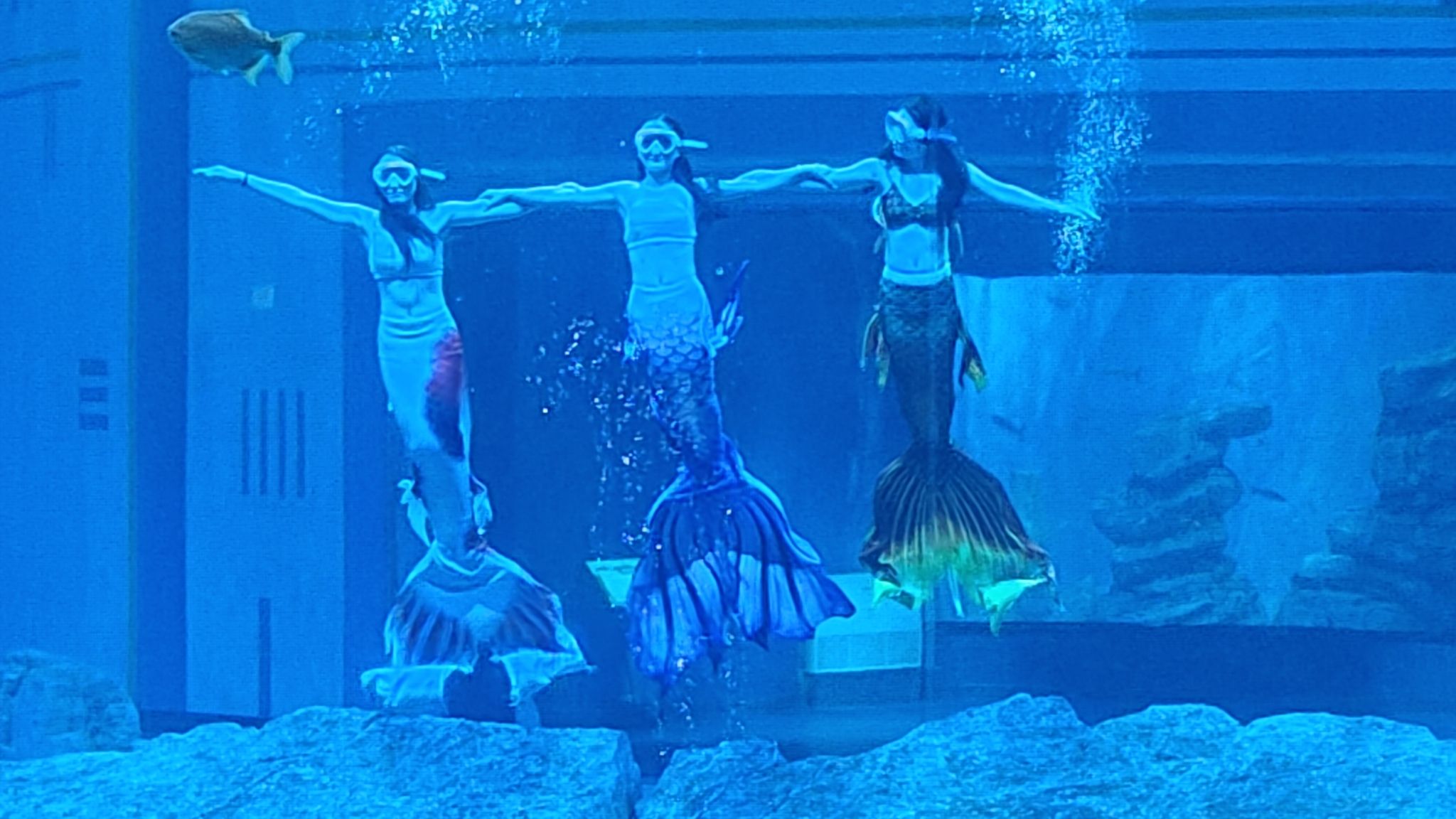 湖口县水族馆旅行图片 3