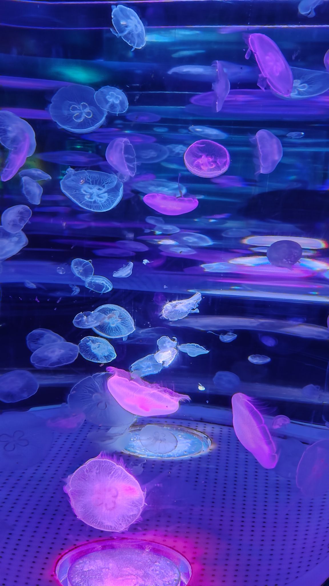 湖口县水族馆旅行图片 2